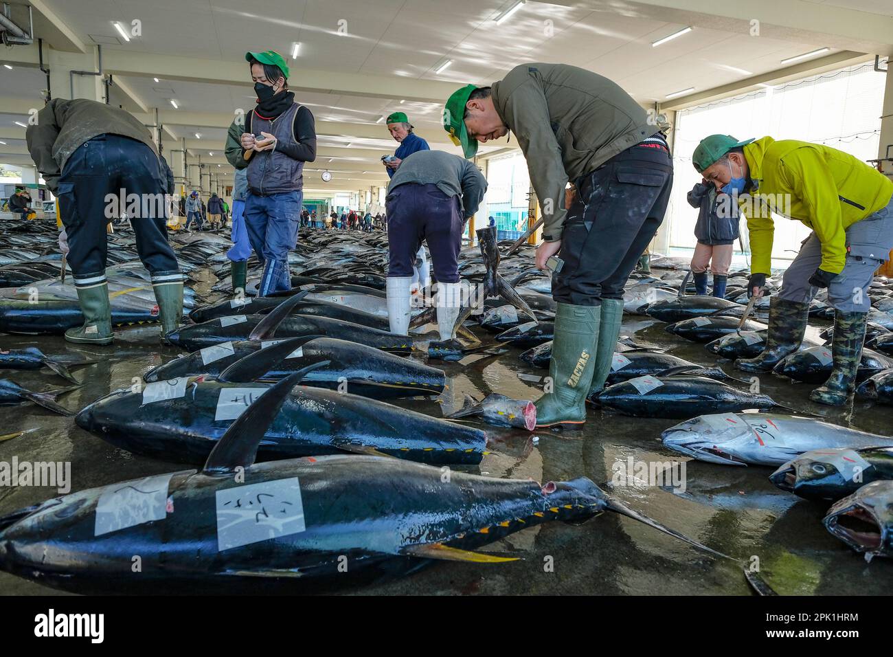Nachikatsuura, Japon - 19 mars 2023: Acheteurs inspectant le thon aux enchères sur le marché du thon à Nachikatsuura, dans la péninsule de Kii, au Japon. Banque D'Images