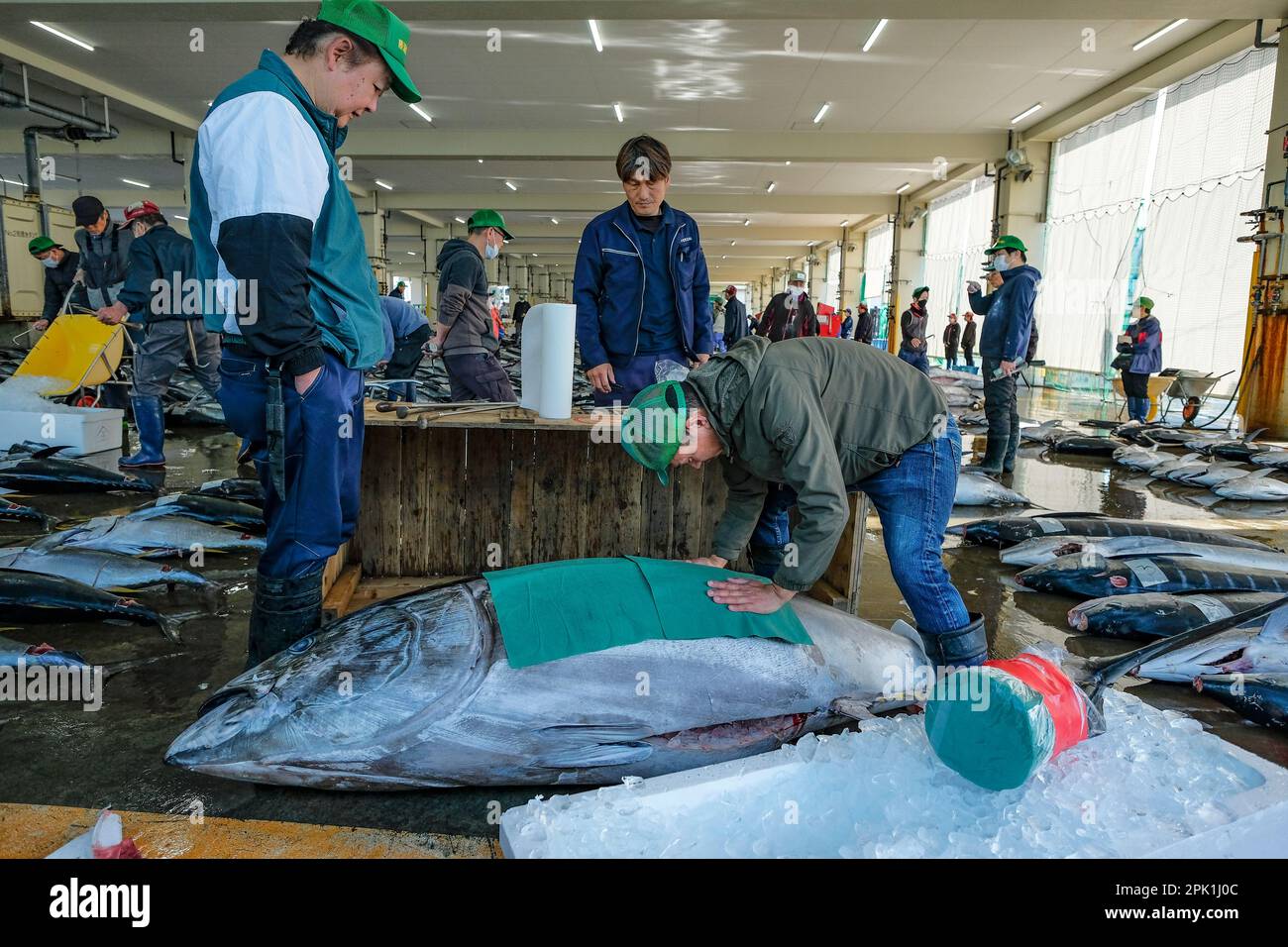 Nachikatsuura, Japon - 19 mars 2023: Vente aux enchères de thon au marché des thonidés de Nachikatsuura, dans la péninsule de Kii, Japon. Banque D'Images