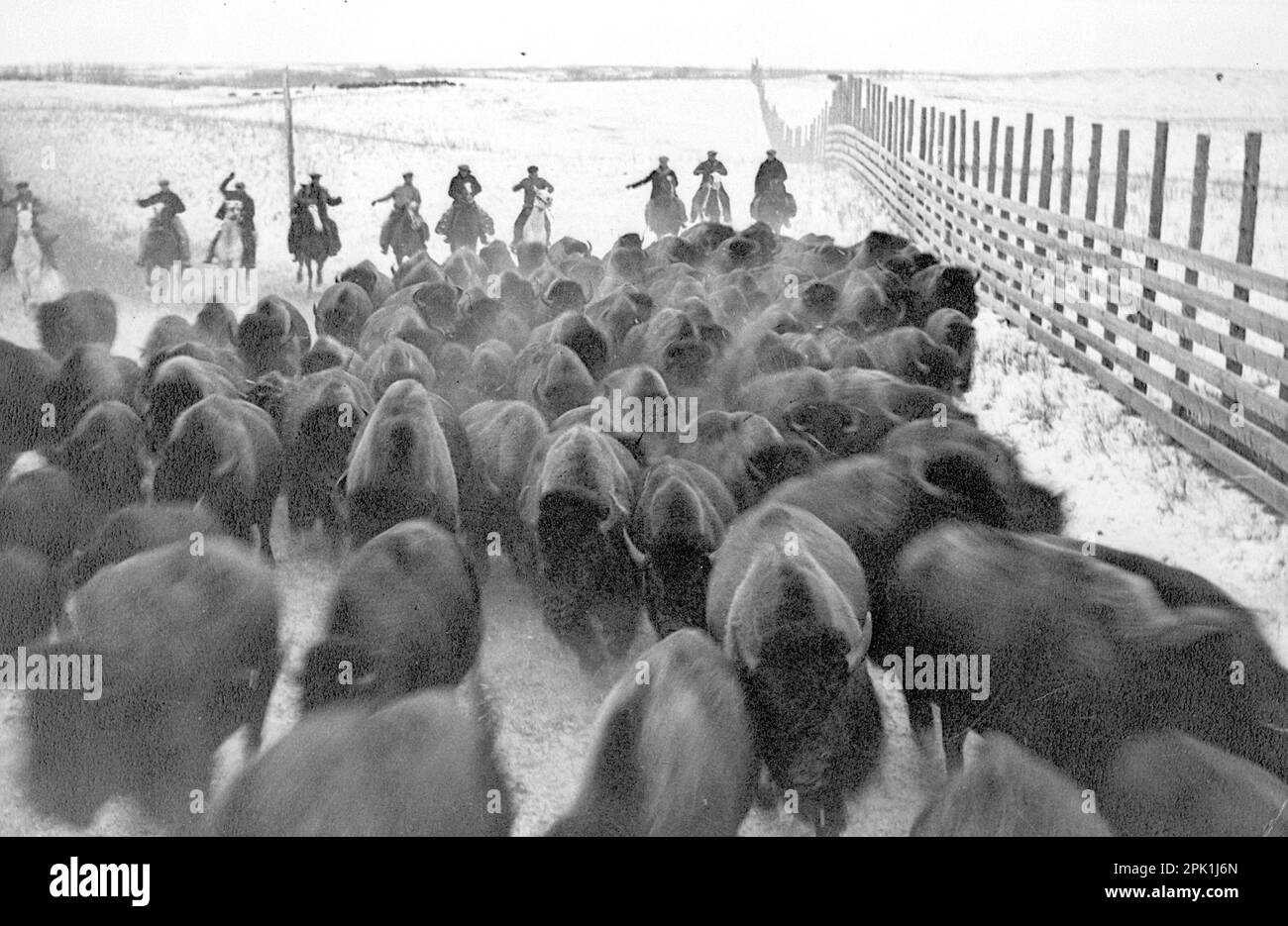 Les bisons ont été rassemblés à Wainwright, en Alberta, et transportés par terre et par rivière jusqu'au parc national Wood Buffalo, dans l'extrême nord de l'Alberta - 1925 Banque D'Images