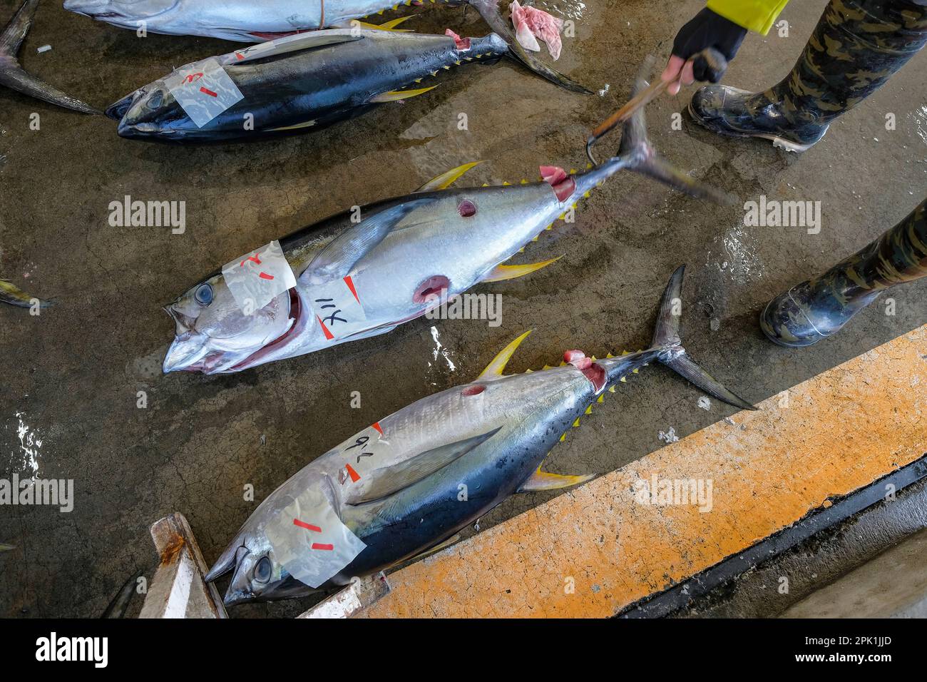 Nachikatsuura, Japon - 19 mars 2023: Thon aux enchères sur le marché du thon à Nachikatsuura dans la péninsule de Kii, Japon. Banque D'Images