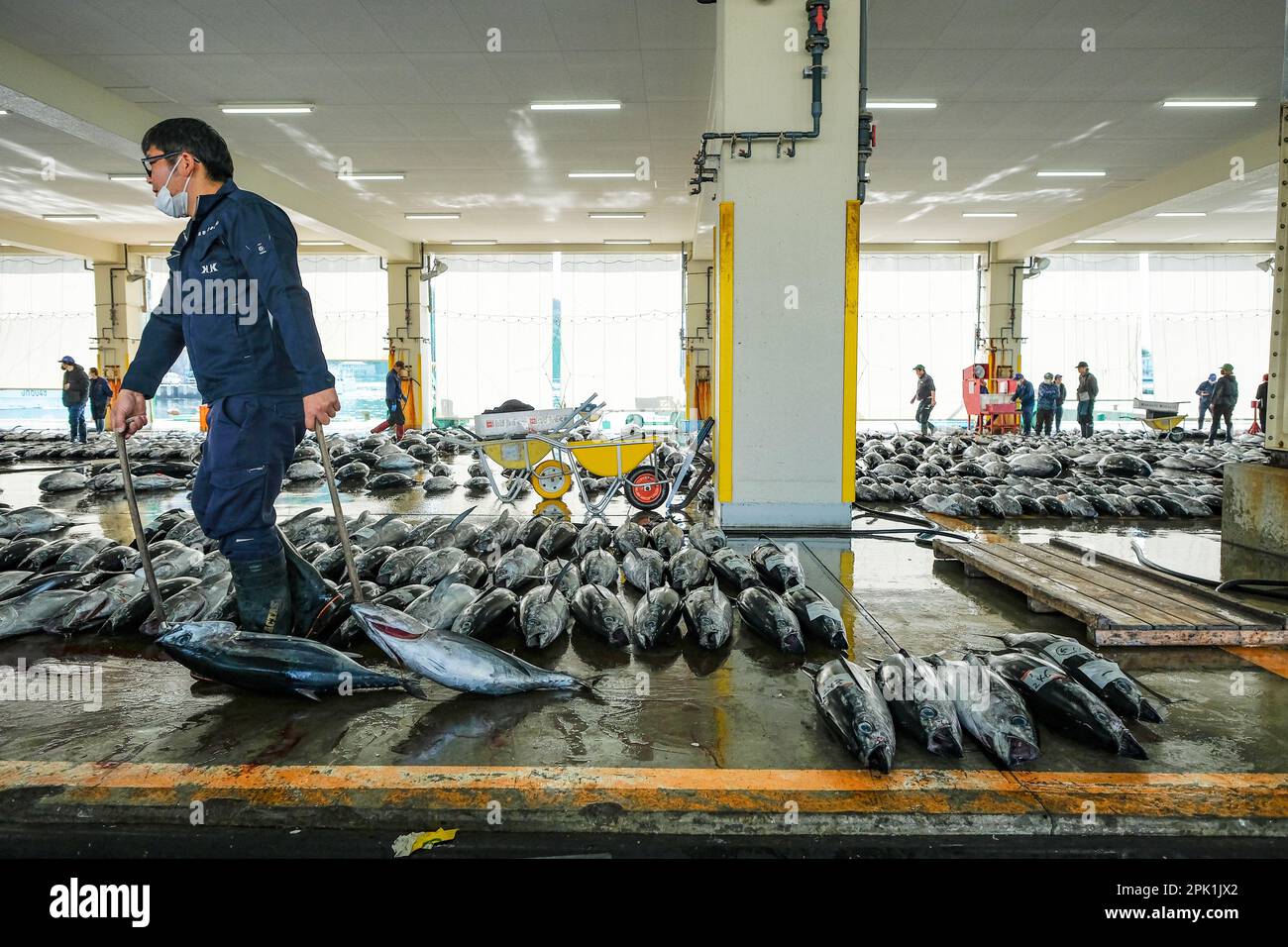 Nachikatsuura, Japon - 19 mars 2023: Homme transportant des thonidés à la vente aux enchères de thonidés du marché de Nachikatsuura dans la péninsule de Kii, Japon. Banque D'Images