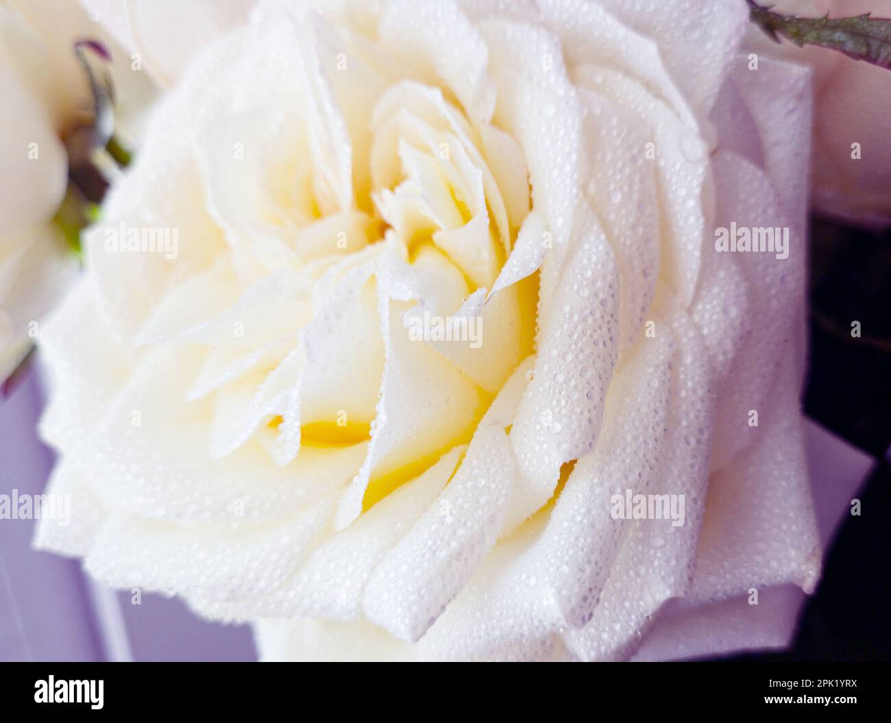 Roses jaunes avec des gouttes d'eau comme fond naturel. Prise de vue macro avec faible profondeur de champ. Banque D'Images