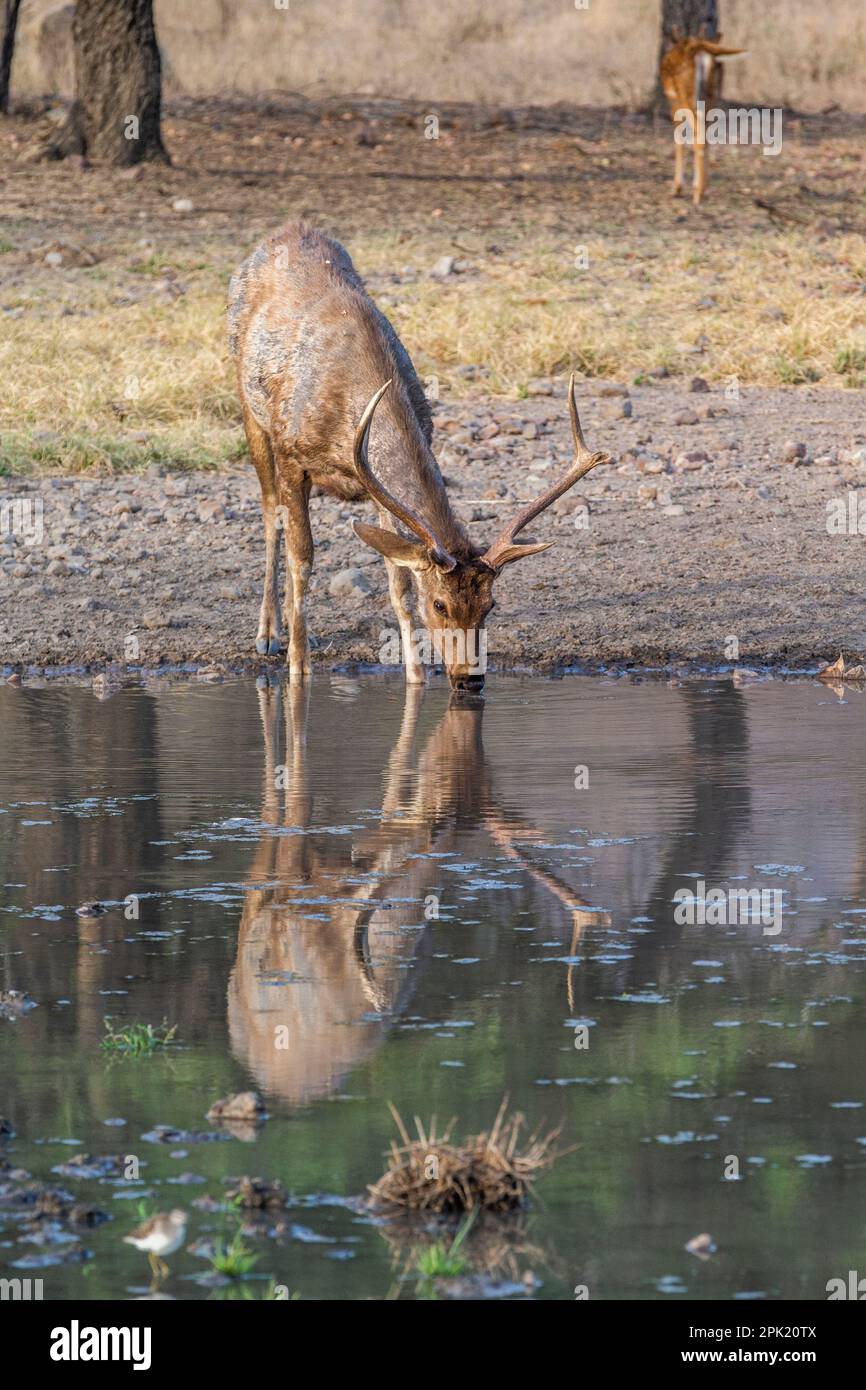 Le cerf de samba, un animal mâle, boit de l'eau au lac. Parc national de Ranthambore, Rajasthan, Inde Banque D'Images