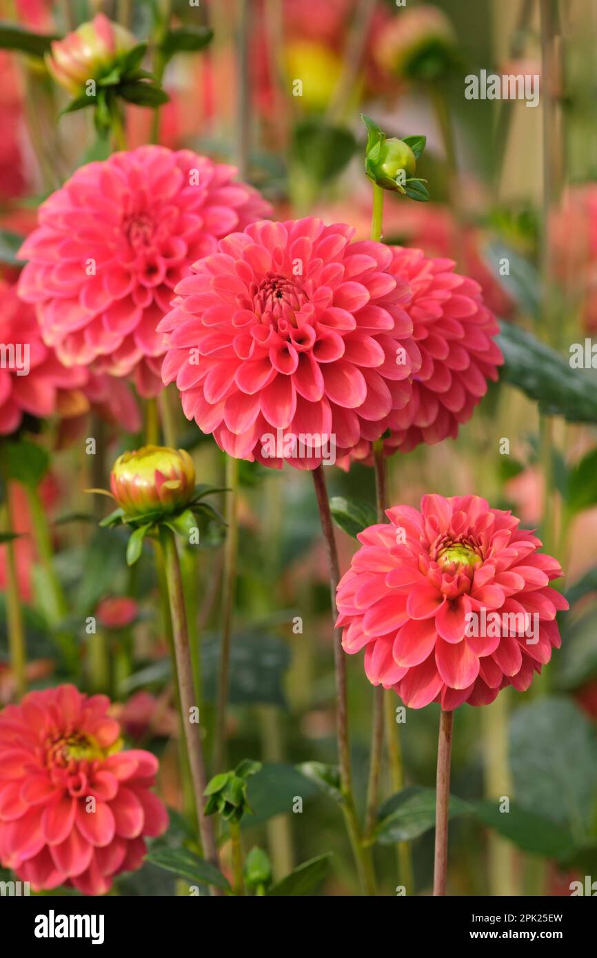 Dahlia 'Zundert Mystery Fox'.Boule dahlia, fleur d'orange brûlée Banque D'Images