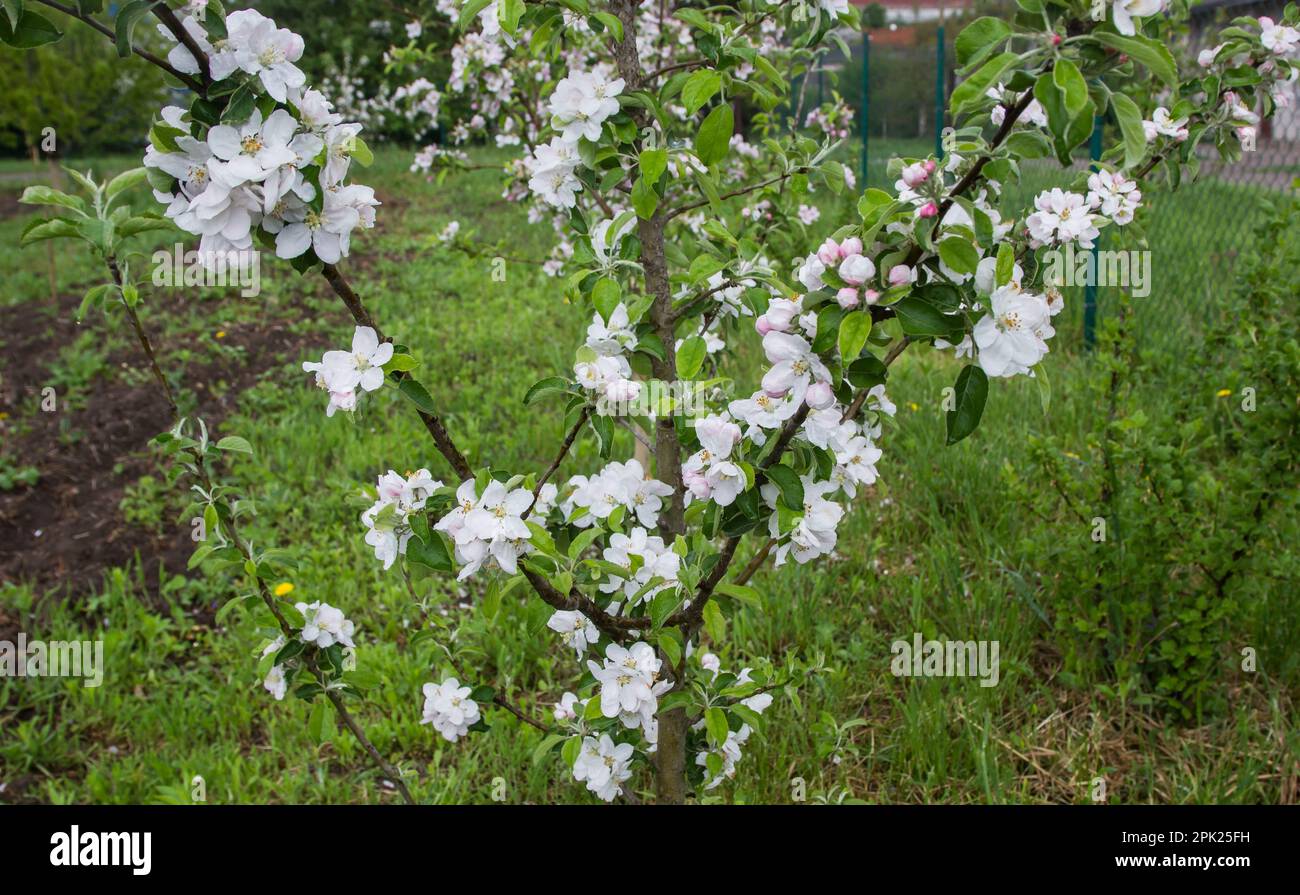 pommier fleurit au printemps, le jardin portera des fruits Banque D'Images