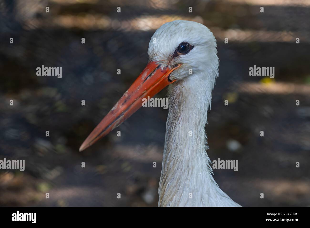 Gros plan sur un porc blanc européen. Banque D'Images