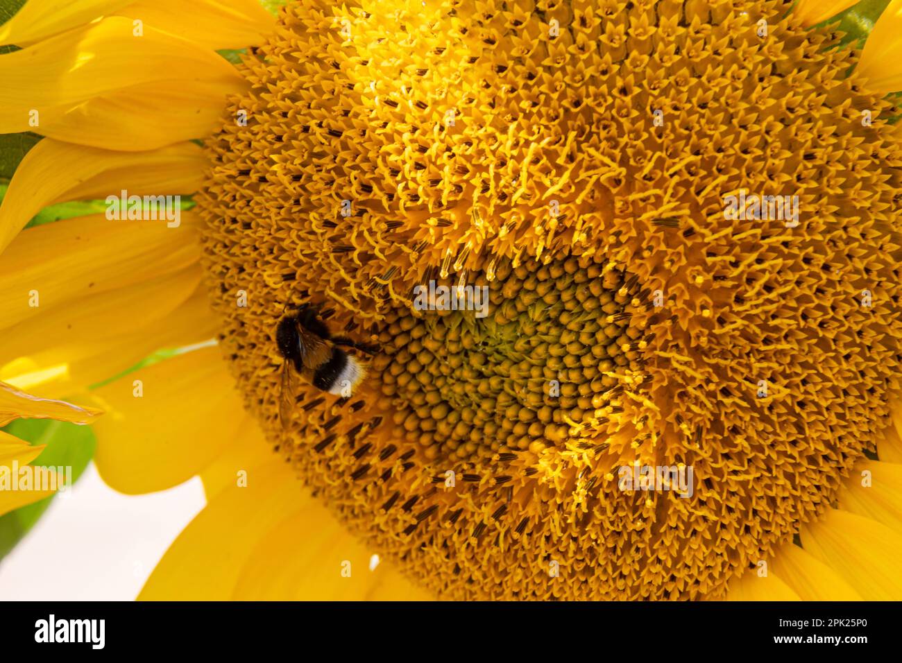 Abeille rayée noire et jaune, abeille, tournesol pollinisant vue rapprochée de bas niveau d'une tête de tournesol simple avec pétales jaunes et graines noires Banque D'Images