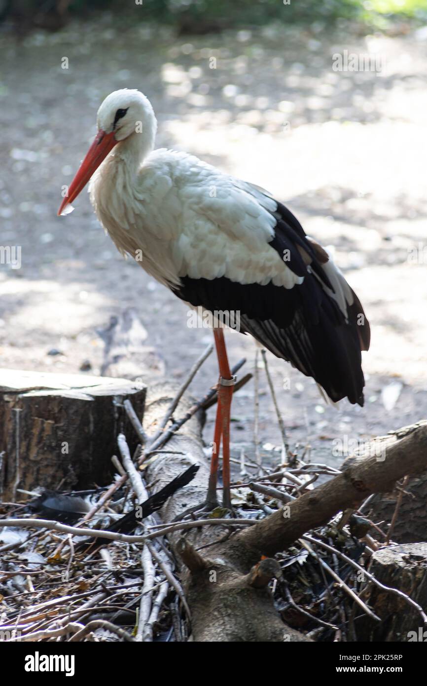 Gros plan sur un porc blanc européen. Banque D'Images