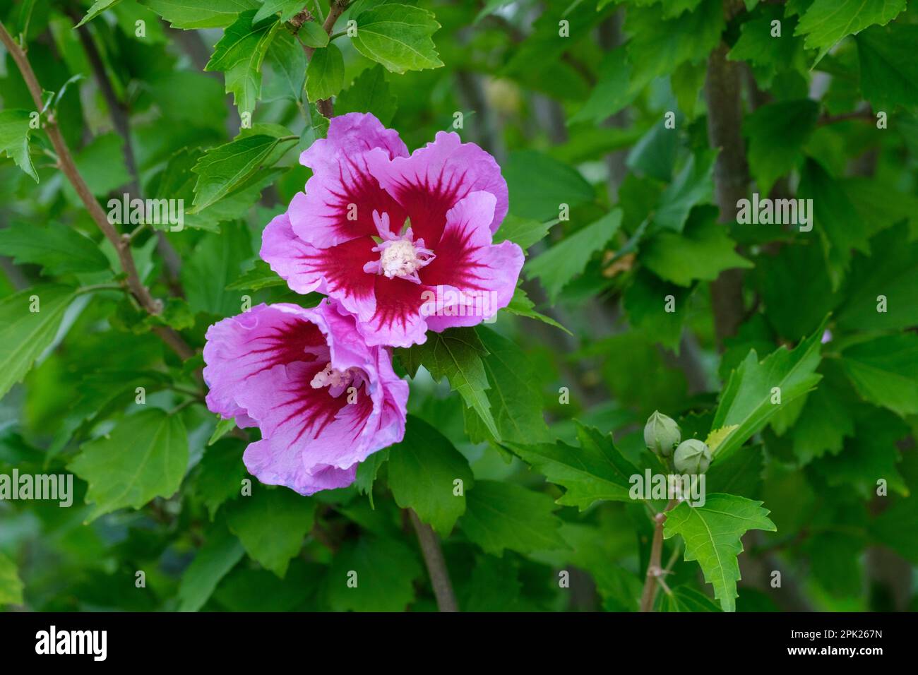 Hibiscus syriacus Gandini Santiago, arbre hollyhock, fleurs lilas-pourpres, centre rouge avec verglas Banque D'Images