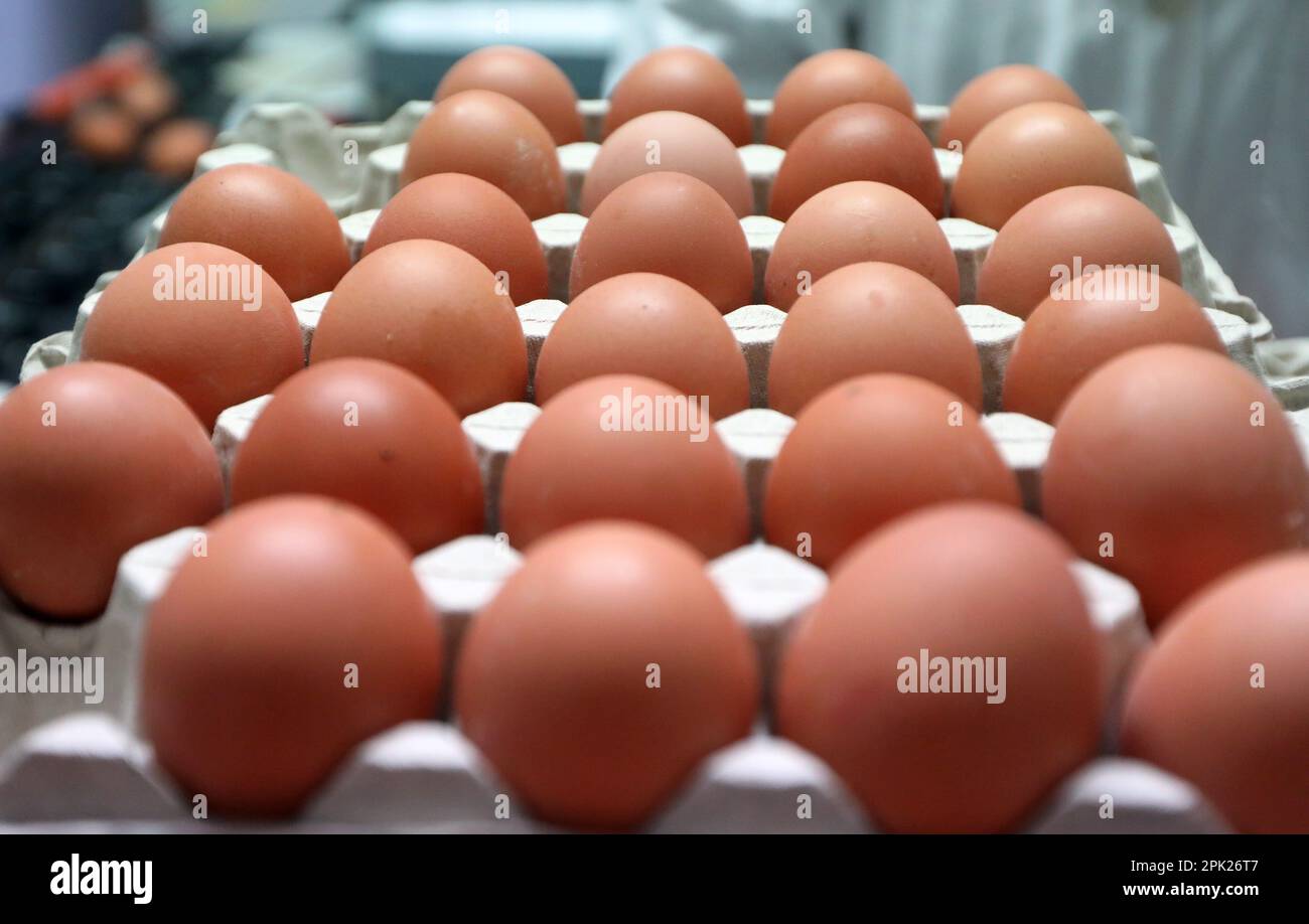 Dans l'arrière-pays de Sibenik, à Pakovo Selo, sur la ferme ponte de Kolarista, à la veille de la plus grande fête chrétienne de Pâques, la demande pour les oeufs comestibles de poule a augmenté. La famille Petrovic, le plus grand producteur d'oeufs dans le comté de Sibenik-Knin, répond aux besoins des habitants de Sibenik et de la région environnante avec des oeufs depuis une vingtaine d'années, à Pakovo Selo, en Croatie, sur 05 avril 2023. Photo: Dusko Jaramaz/PIXSELL Banque D'Images