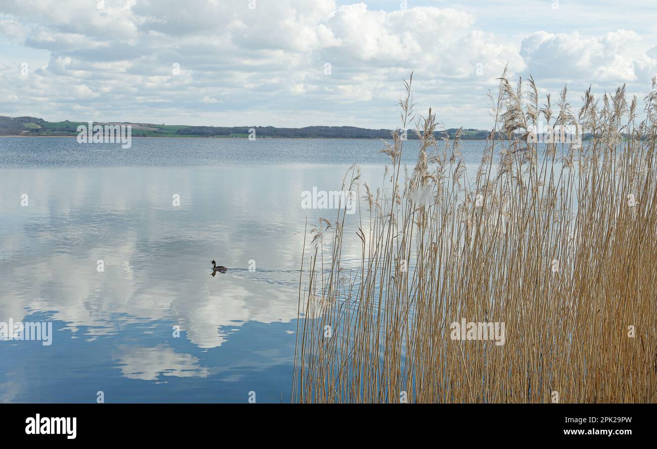 Le grand grebe à crête nageant à l'extérieur des roseaux jaunes dans le lac Tissø, Danemark, 4 avril 2023 Banque D'Images