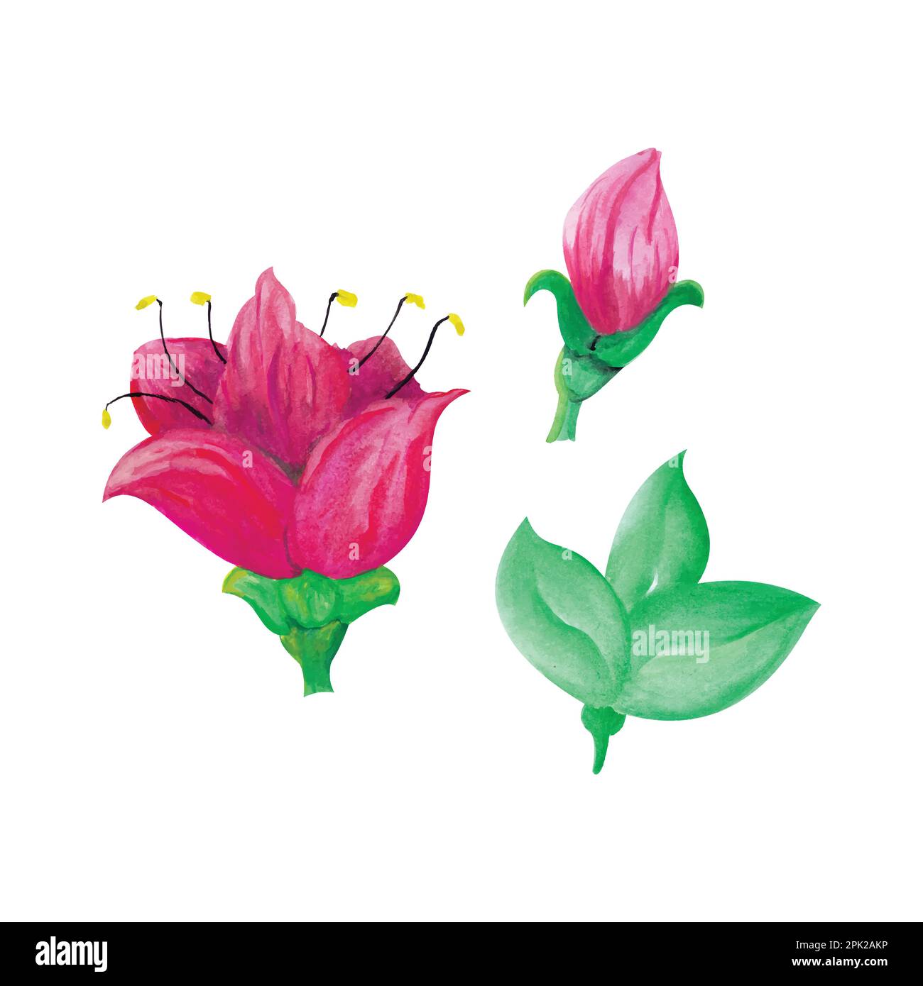 Fleurs de style aquarelle, illustrations vectorielles aquarelle dessinées à la main pour cartes de vœux ou invitations Illustration de Vecteur