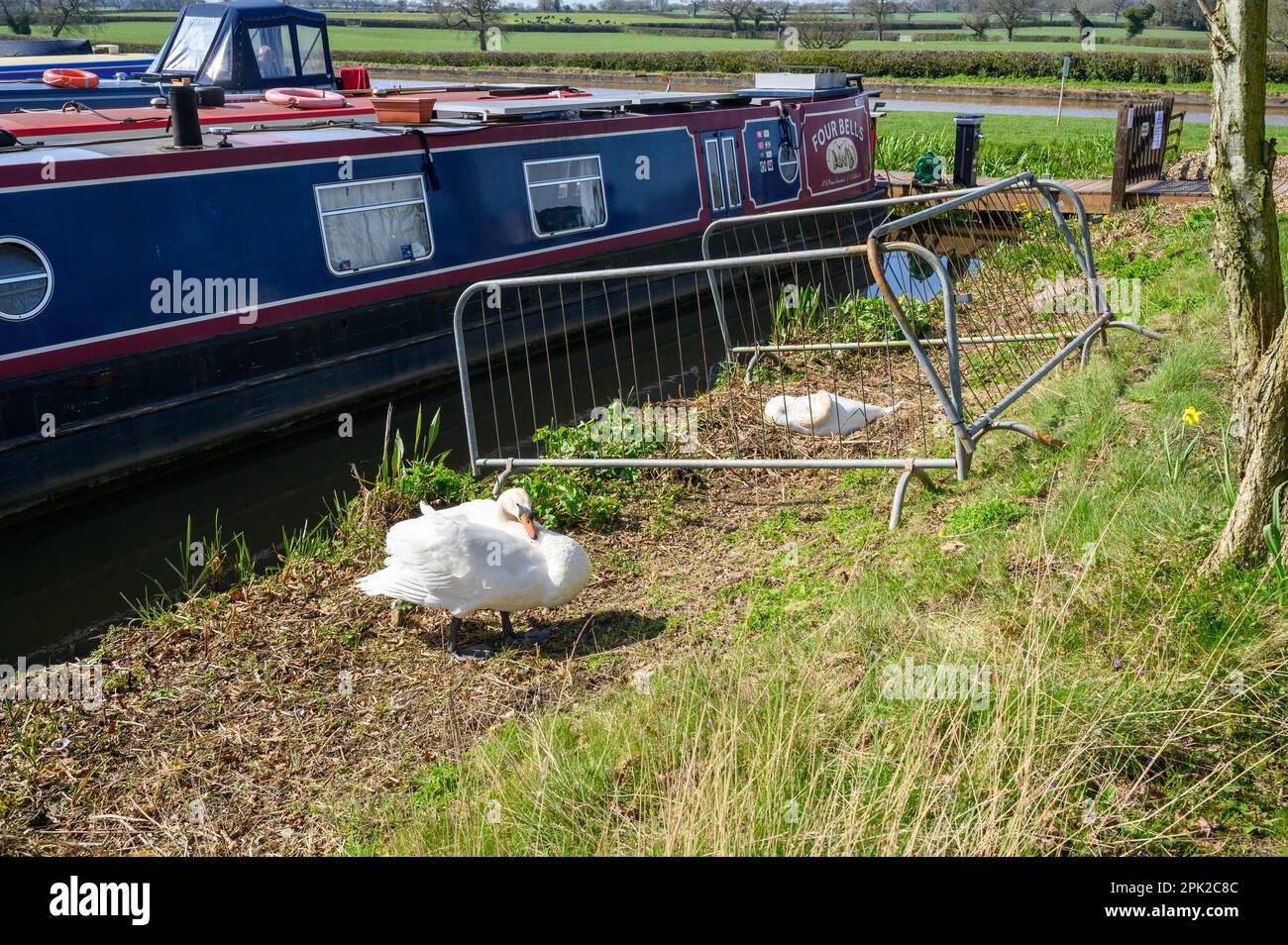 Les cygnes muets nichent en étant protégés par des garde-corps tout en nichant à côté d'un bateau à rames dans une marina. Banque D'Images