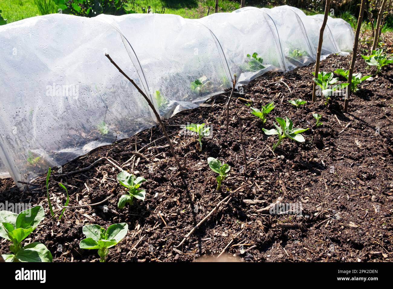 Fèves germées sous le couvert d'un tunnel en plastique et dans le sol du jardin au début d'avril 2023 à Carmarthenshire Wales UK KATHY DEWITT Banque D'Images