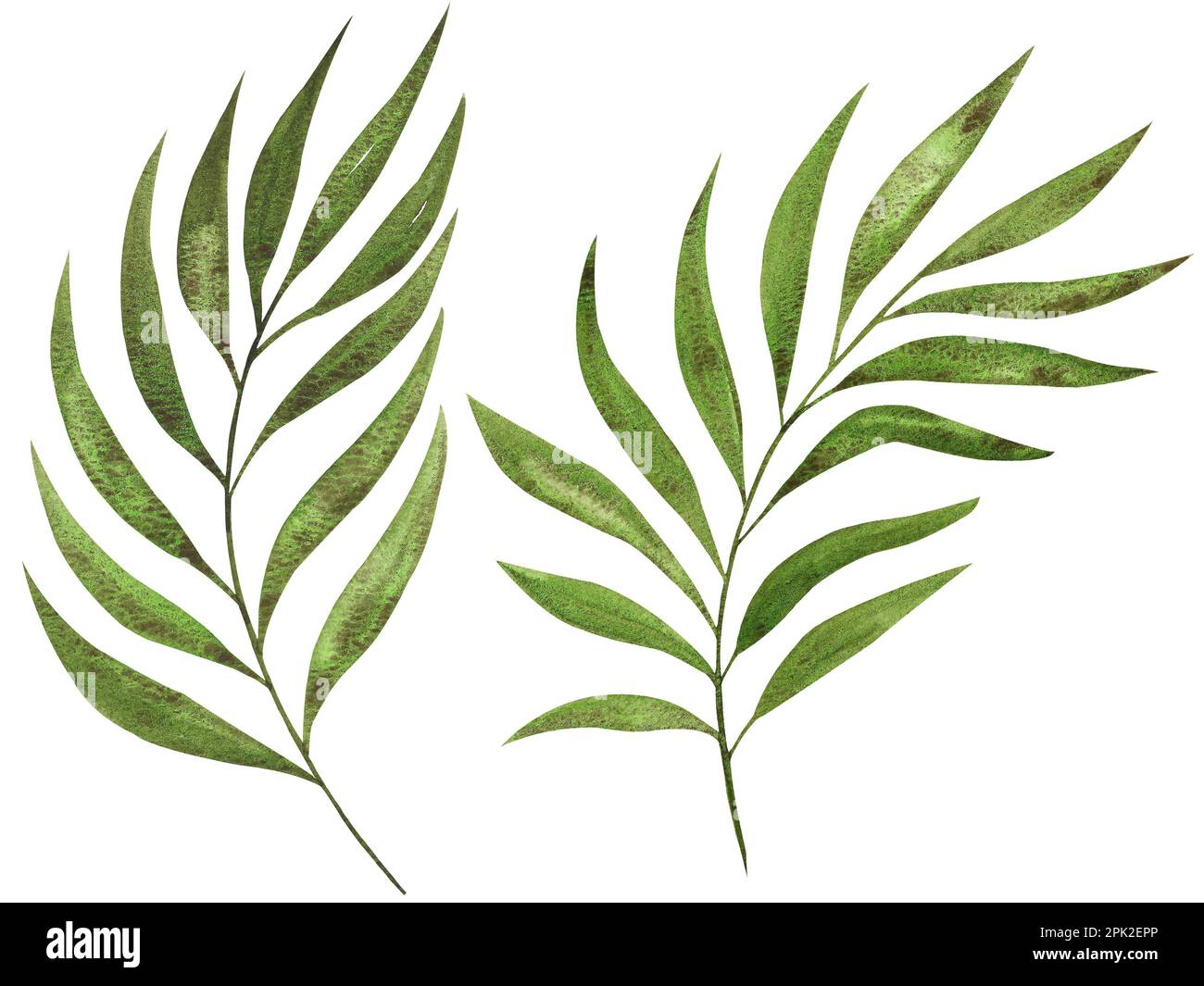 ensemble de feuilles tropicales aquarelles sur fond blanc. Illustrations d'aquarelles botaniques de la jungle, éléments floraux. Banque D'Images