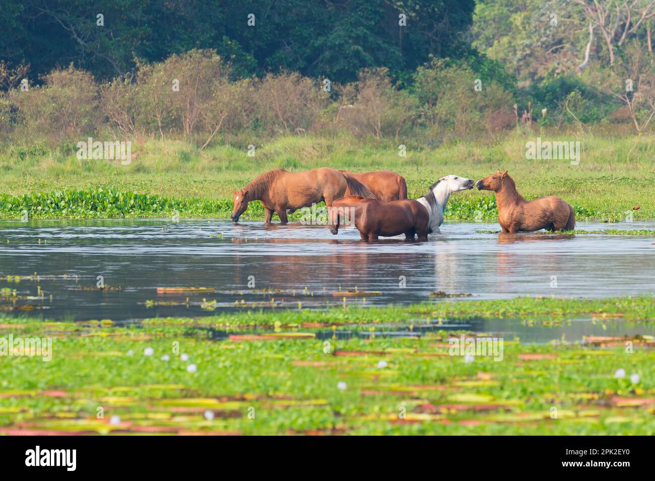 Chevaux dans un étang d'eau, porto Joffre, Pantanal, Mato Grosso, Brésil Banque D'Images