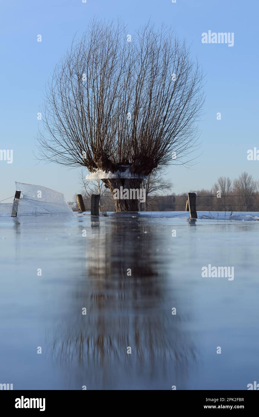 Atterrir... Saules de tête ( inondation d'hiver Rhénanie 2020/2021 ) dans la glace, après l'inondation est venu de gel sévère, qui a gelé de larges plaines d'inondation épaisses Banque D'Images