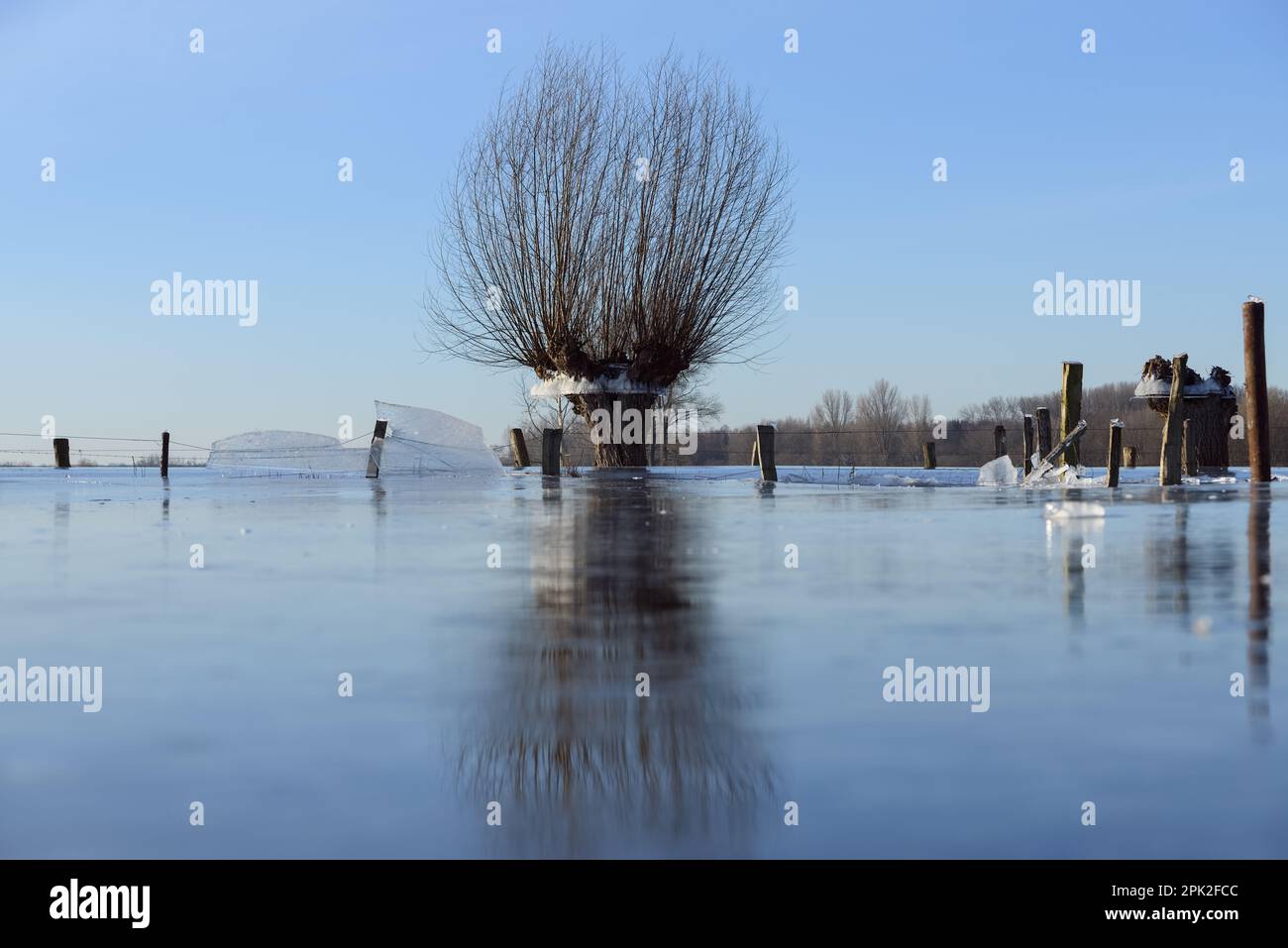 Atterrir... Saules de tête ( inondation d'hiver Rhénanie 2020/2021 ) dans la glace, après l'inondation est venu de gel sévère, qui a gelé de larges plaines d'inondation épaisses Banque D'Images