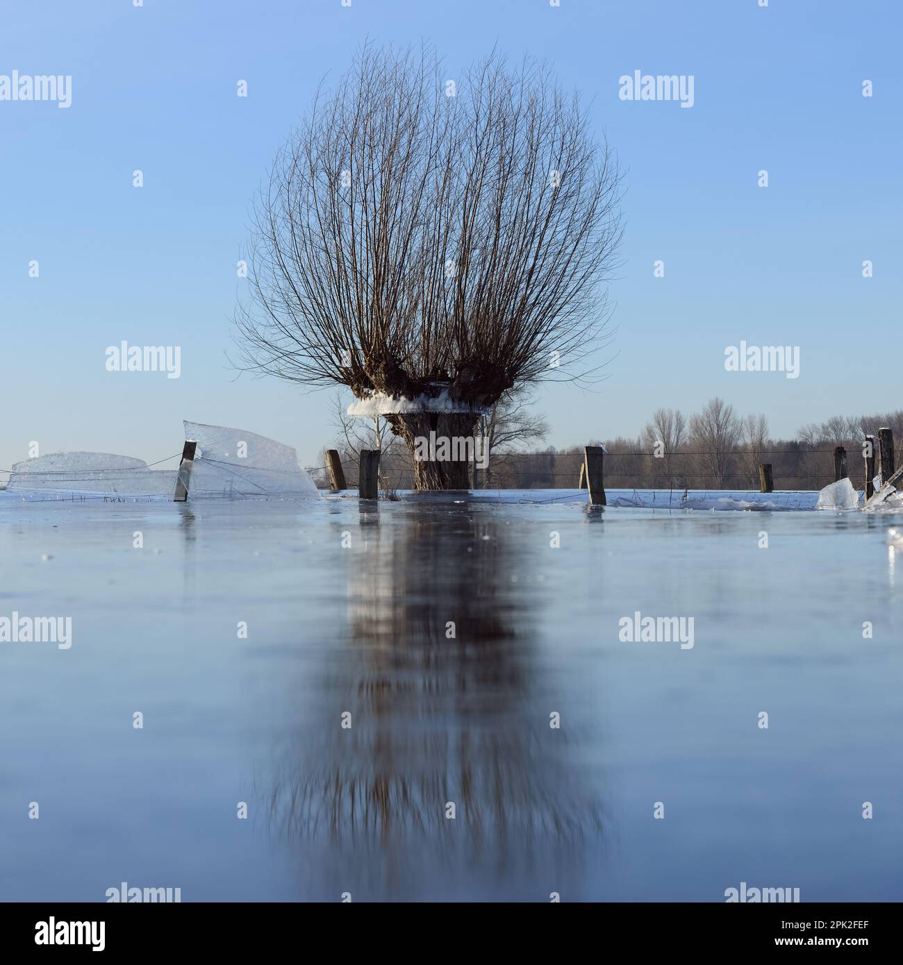 Atterrir... Saules de tête ( inondation d'hiver Rhénanie 2020/2021 ) dans la glace, après l'inondation est venu de gel sévère, qui a gelé de larges plaines d'inondation épaisses Banque D'Images