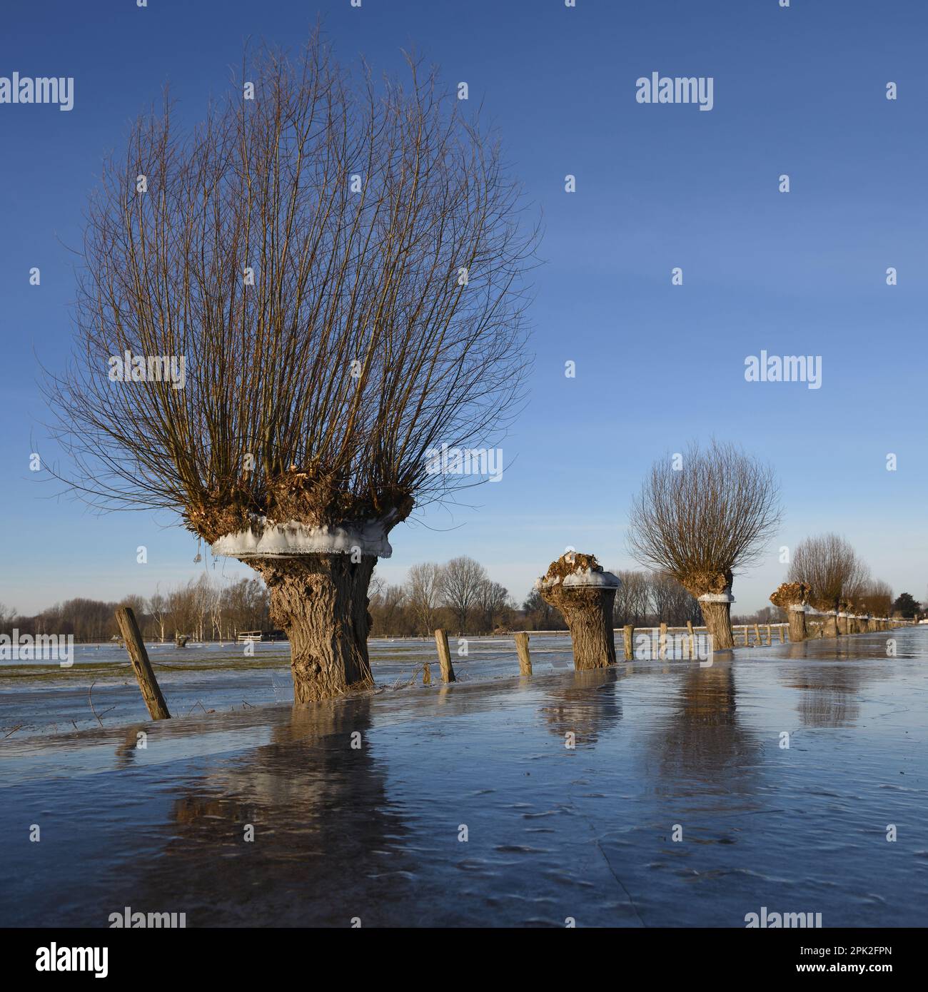 par temps froid... Saule de tête ( inondation du Rhin en hiver 2020/2021 ) avec un anneau de glace sur l'île Bislicher, l'anneau de glace montre à quel point l'eau était haute Banque D'Images