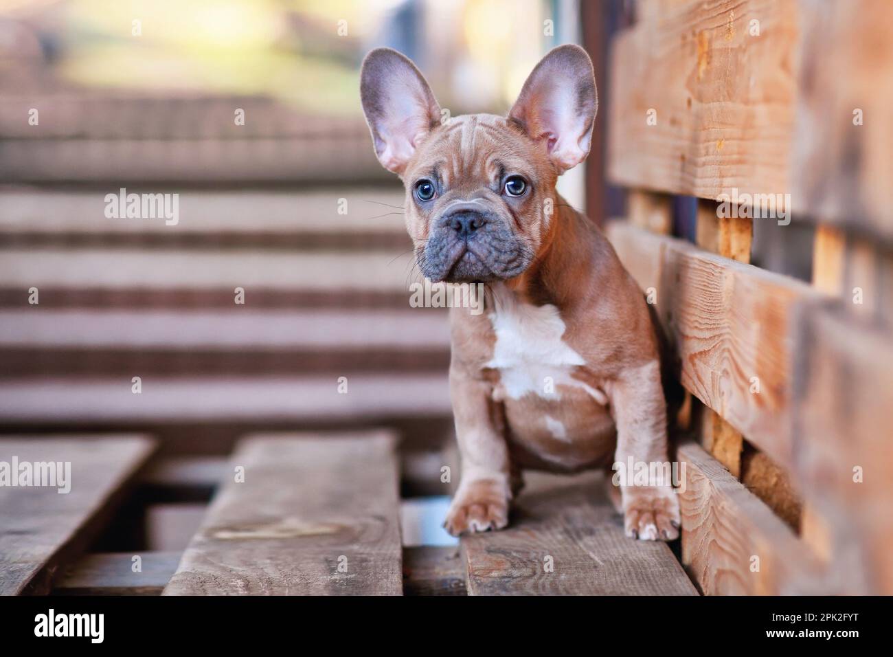 Mignon 3 mois vieux bleu rouge fauve French Bulldog chien chiot Banque D'Images