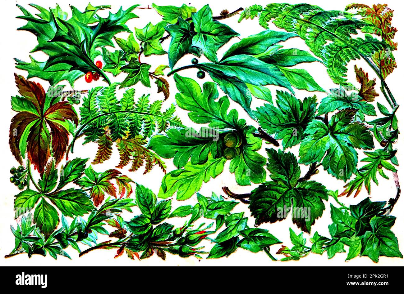 Artisanat; une carte postale victorienne non datée avec une décoration découplée qui comprend des feuilles et des baies. Vert, rouge et marron. Banque D'Images