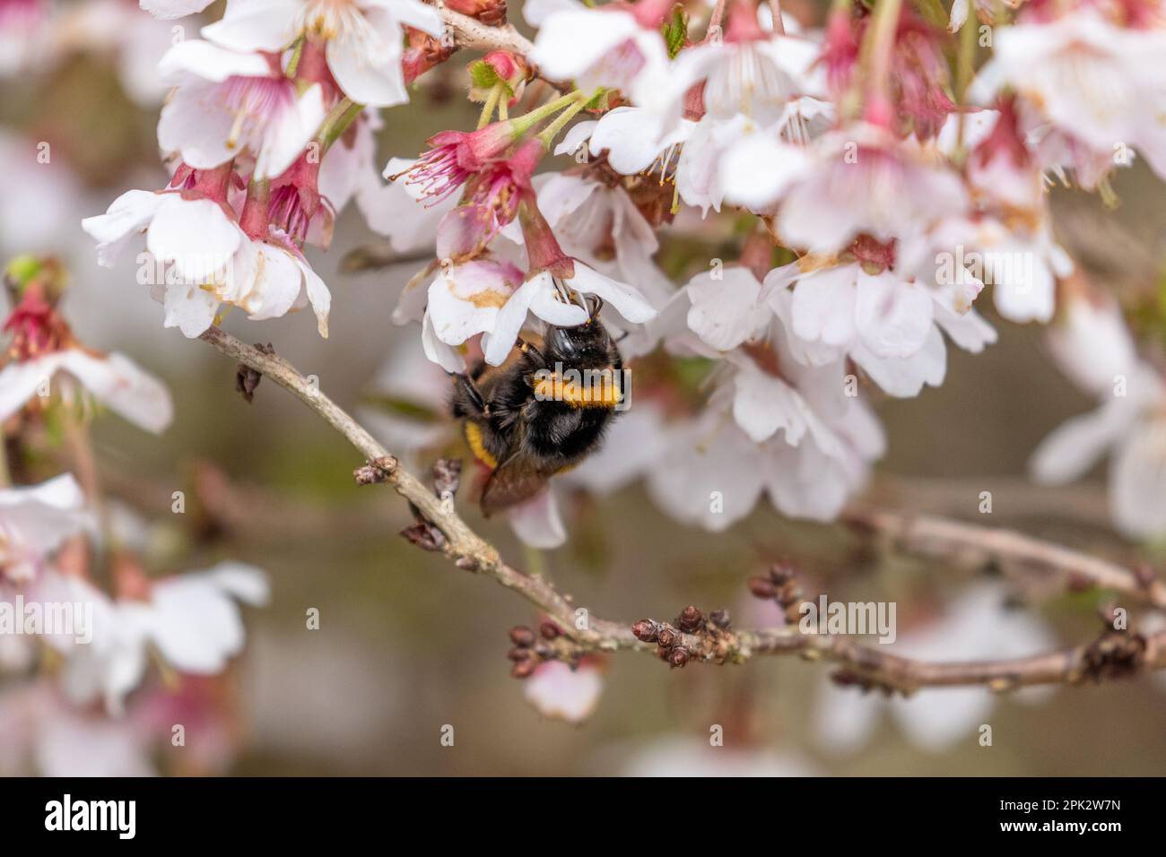 Un bourdon précoce (Bombus pratorum) se nourrissant de pollen sur une cerise ornementale à fleurs printanières. (prunus kojo no mai). Banque D'Images