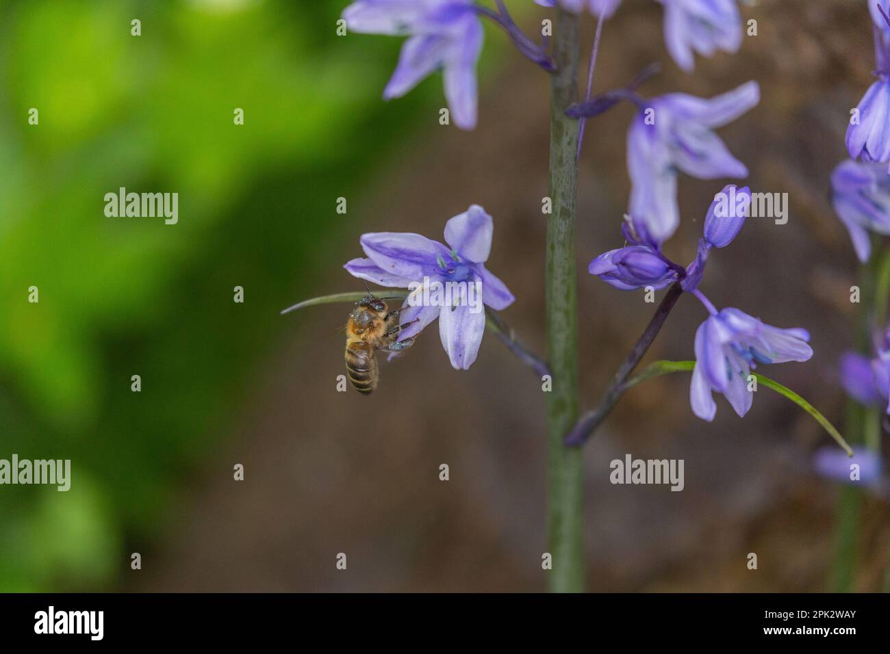 Abeille se nourrissant du pollen d'un bluebell espagnol (jacinthoides hispanica). Le pollen de cette fleur est bleu, de sorte que le sac de pollen est bleu. Banque D'Images