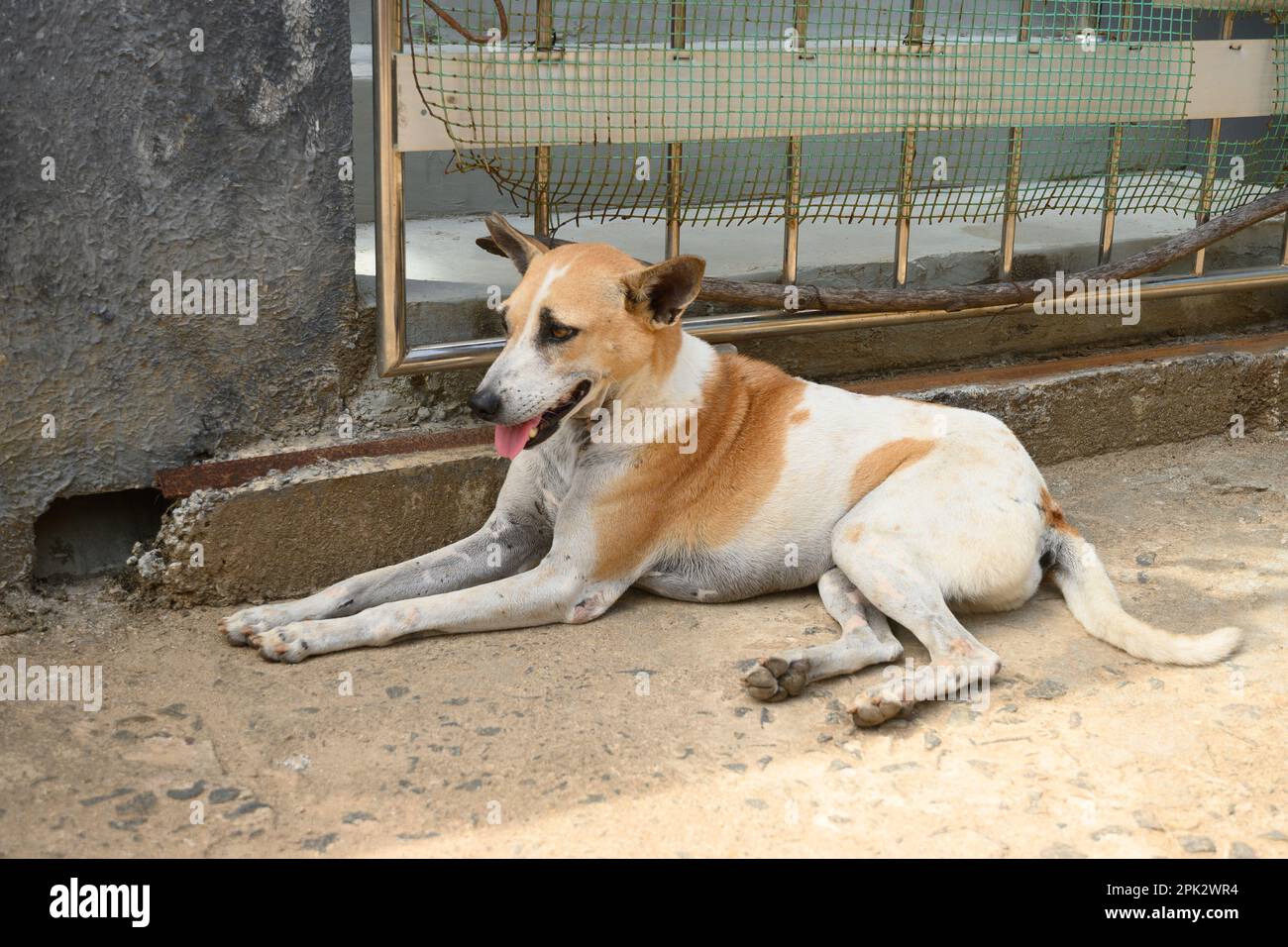 Chien solitaire dans la rue dans Sri Lanke Road. À l'extérieur. Banque D'Images