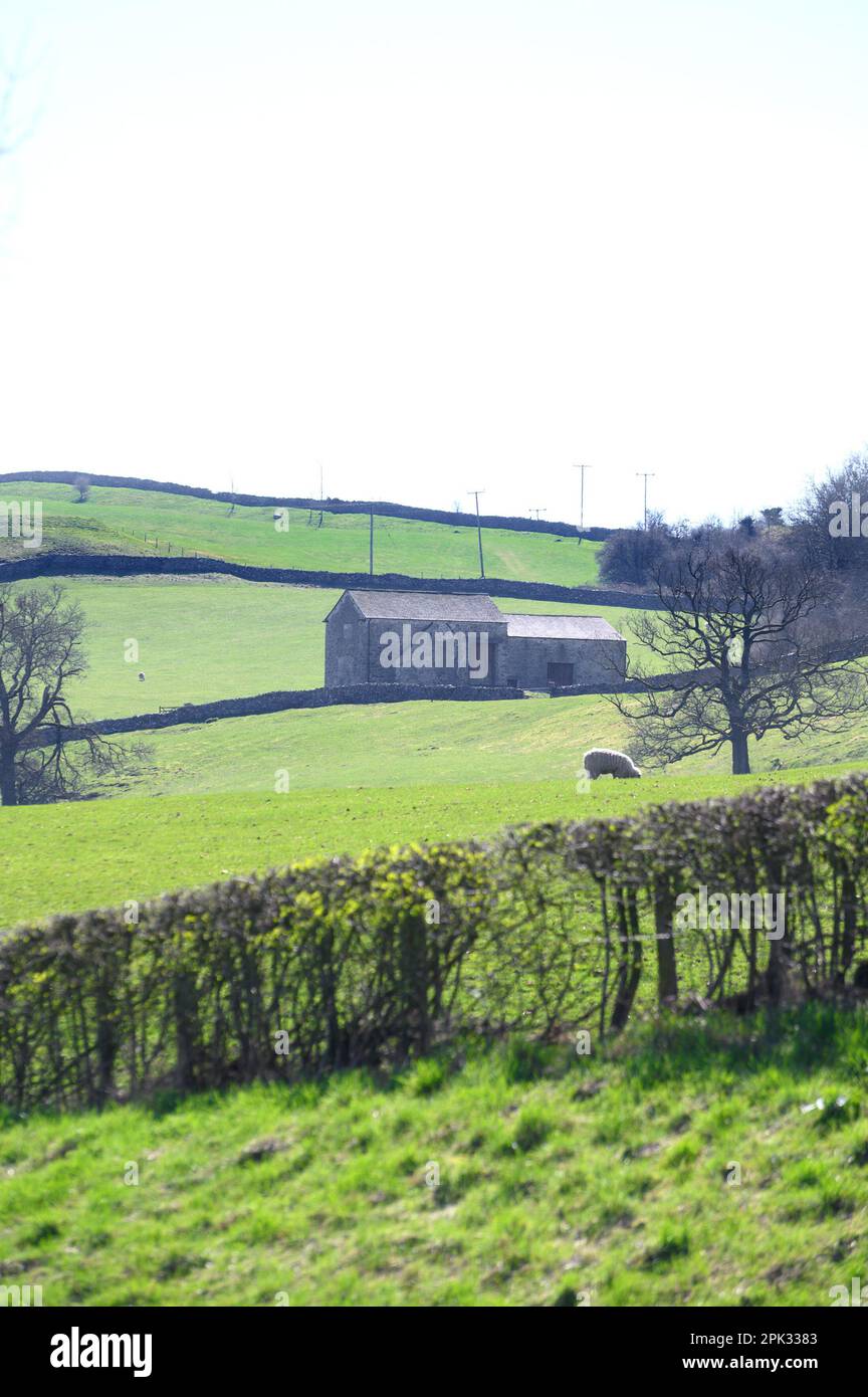 Southern Lake District, Royaume-Uni. Près de Kendal - bâtiments agricoles, murs en pierre sèche et champs pour le pâturage des moutons, début avril Banque D'Images