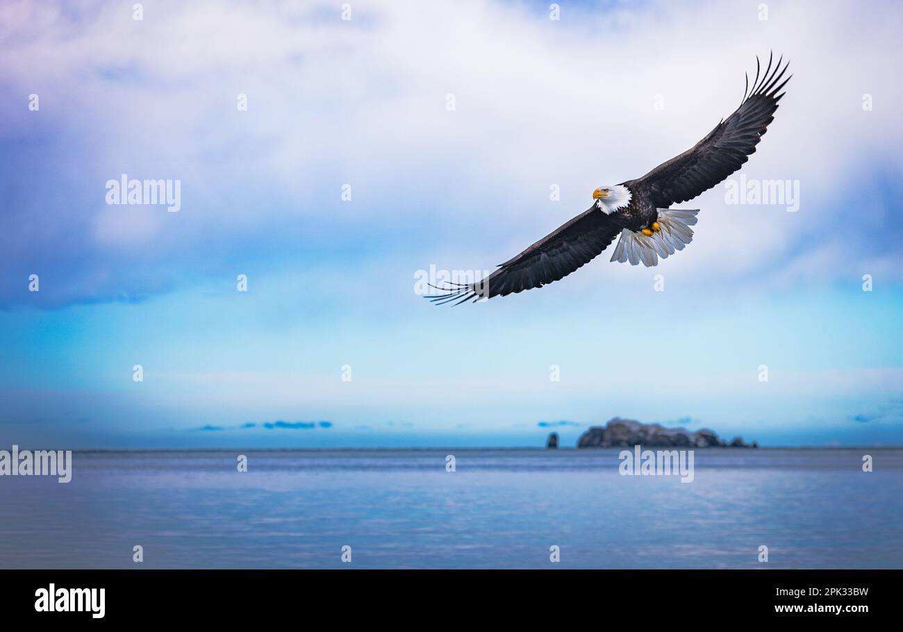 aigle à tête blanche volant au-dessus de l'eau avec l'île en arrière-plan et les ailes complètement déployées. nuages dans le ciel en arrière-plan Banque D'Images