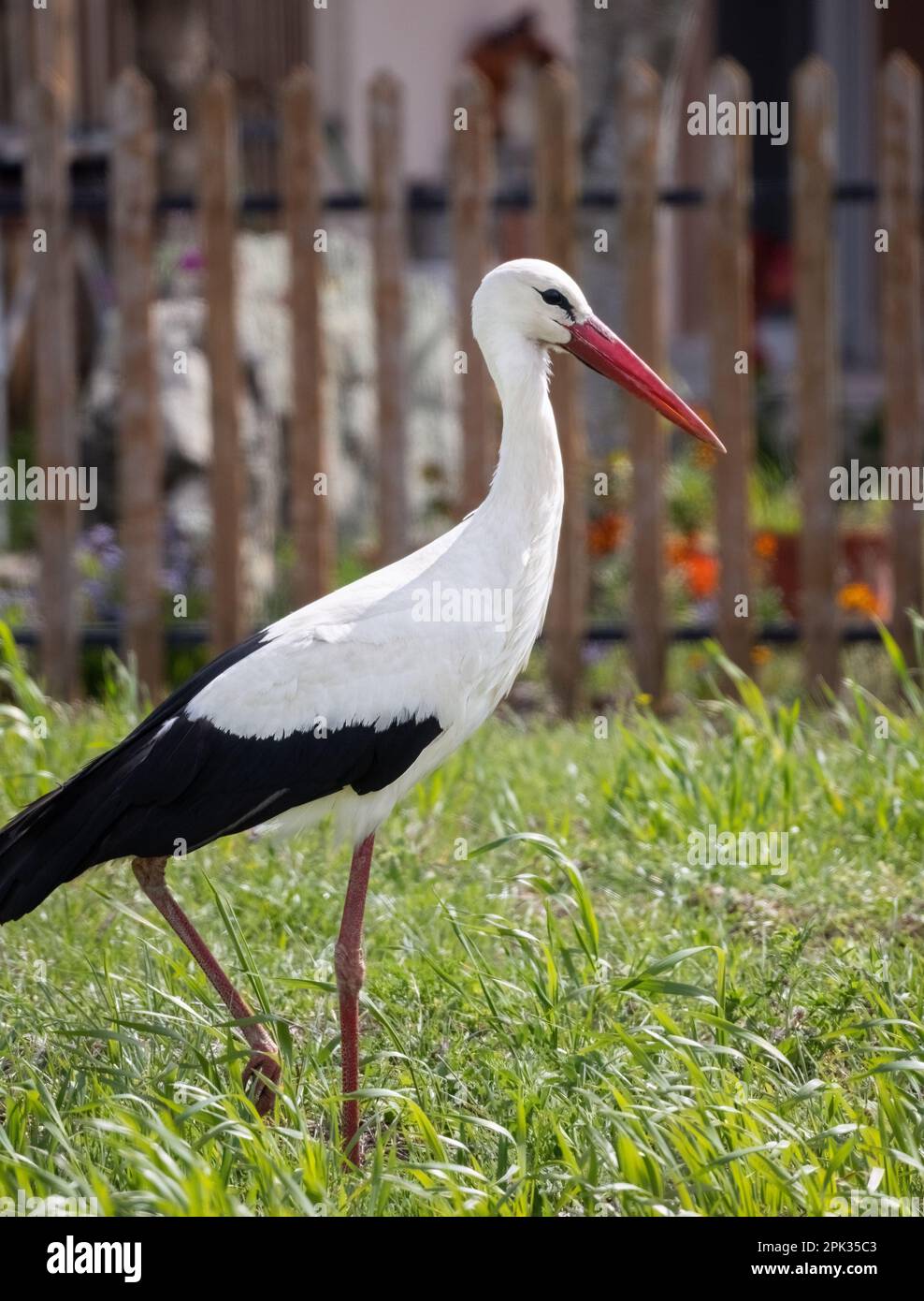 Ciconie de reproduction blanche européenne Ciconia Ciconia dans le champ près de la clôture en bois de la maison Banque D'Images