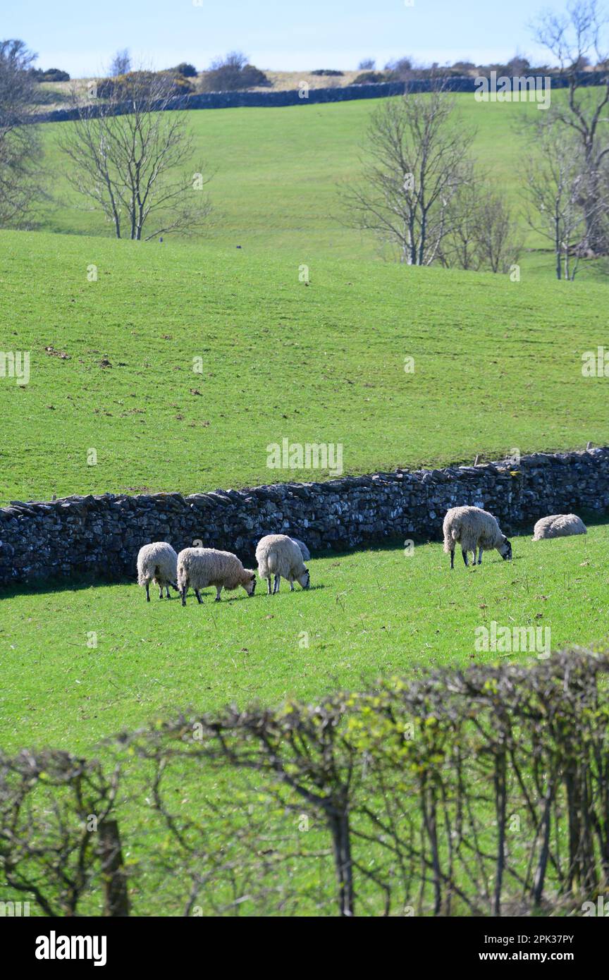 Southern Lake District, Royaume-Uni. Près de Kendal - haies, murs en pierre sèche et champs pour le pâturage des moutons (pris de Windermere Road - A5284) début avril Banque D'Images