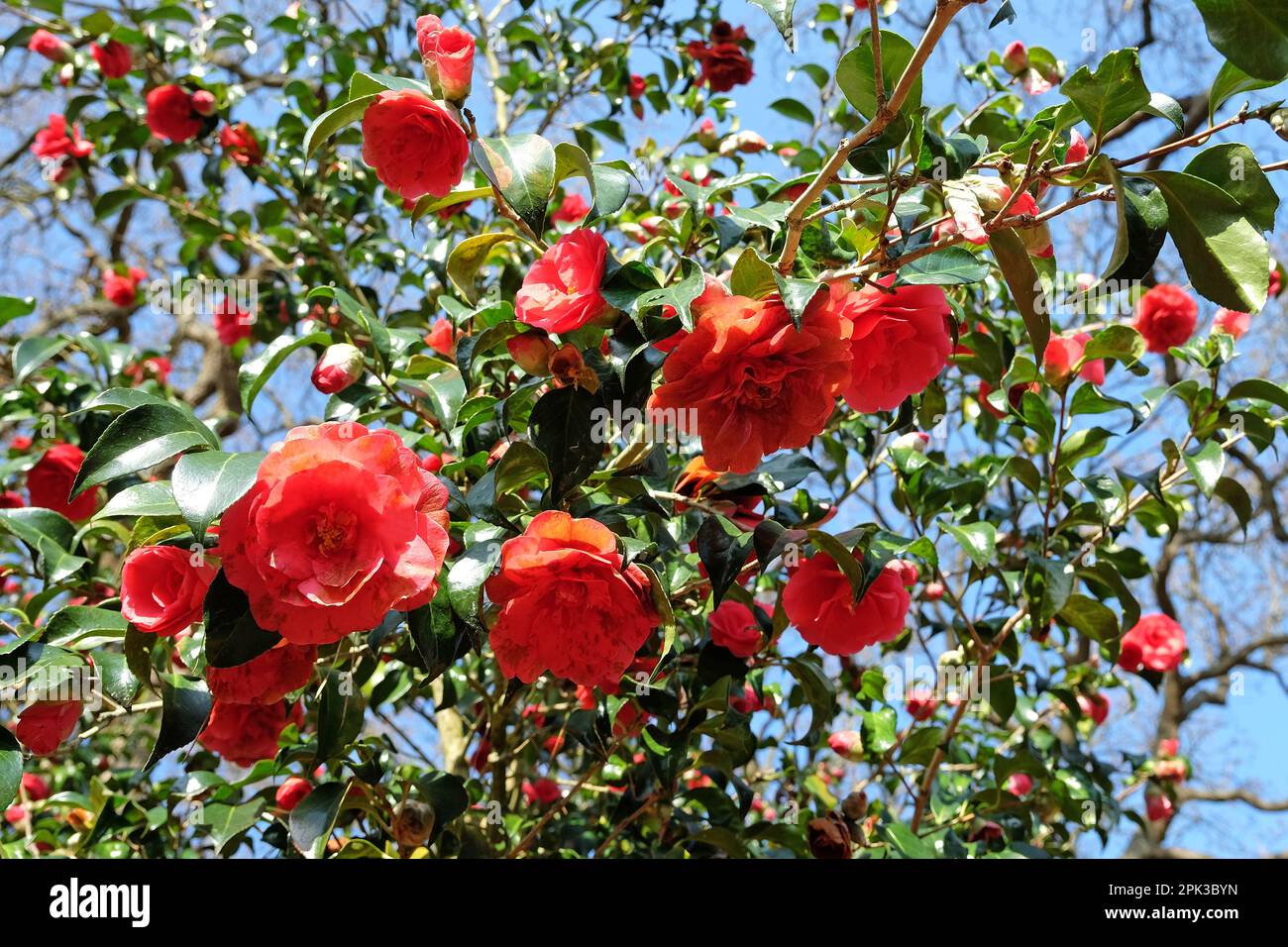 Camellia japonica 'Anna M page' en fleur Banque D'Images