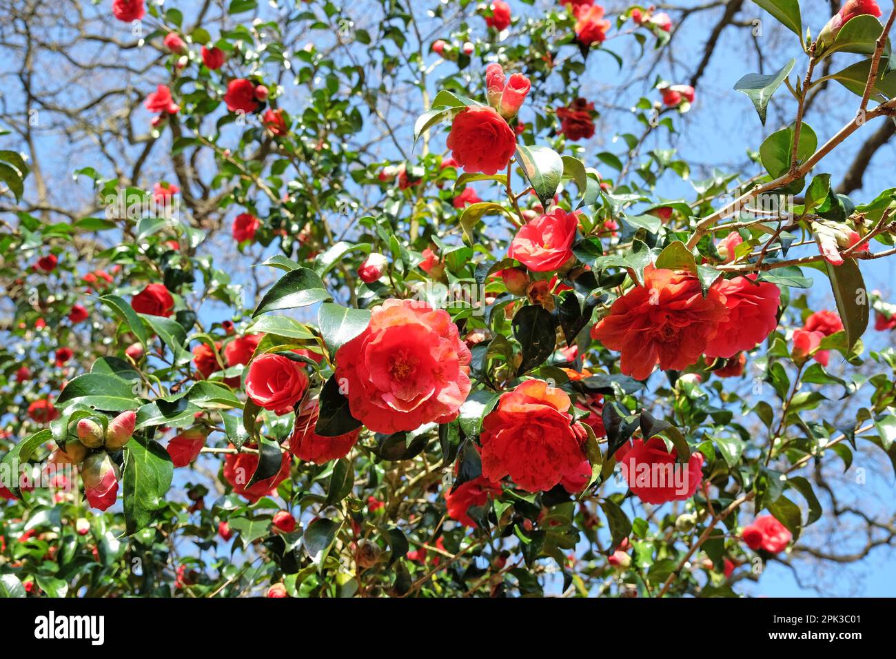 Camellia japonica 'Anna M page' en fleur Banque D'Images