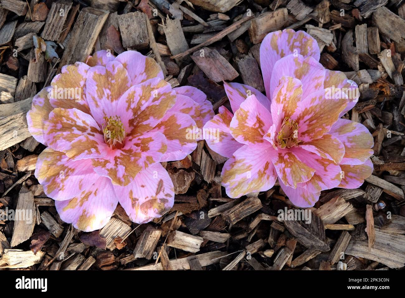 Fleurs de camellia japonica rose en fondu. Banque D'Images