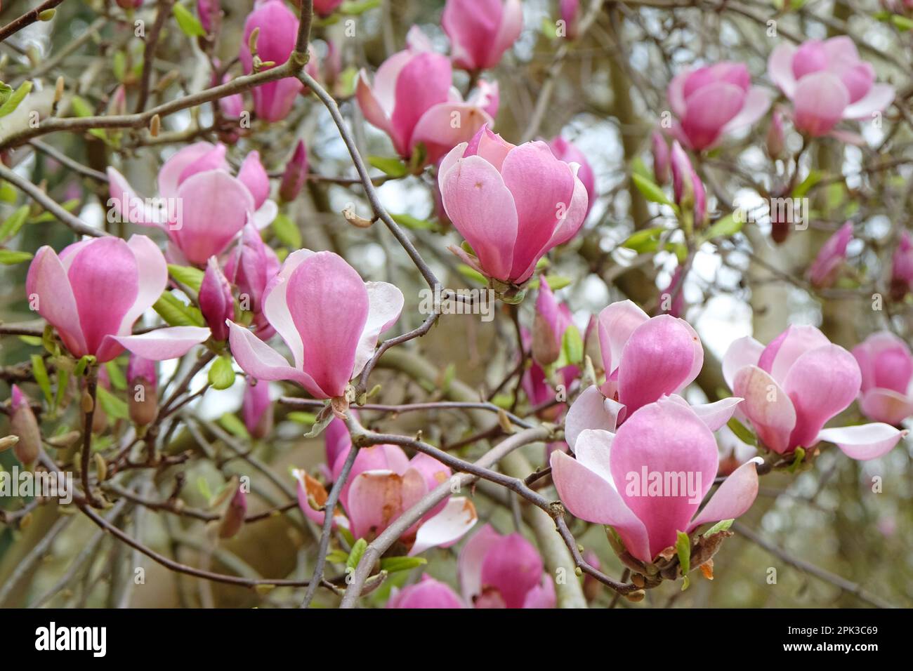 Magnolia soulangeana 'Triumphans' en fleur. Banque D'Images