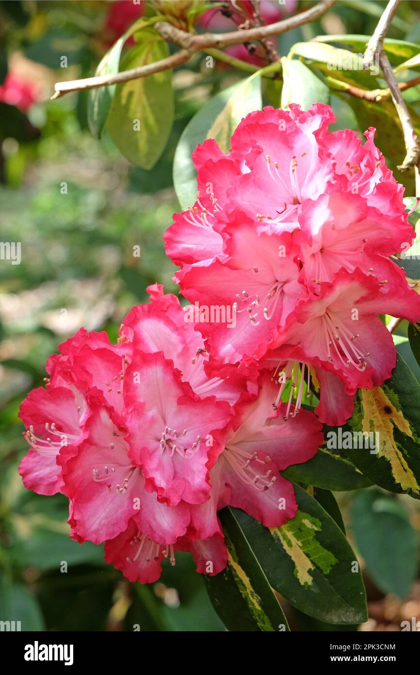 Rhododendron 'President Roosevelt' en fleur. Banque D'Images