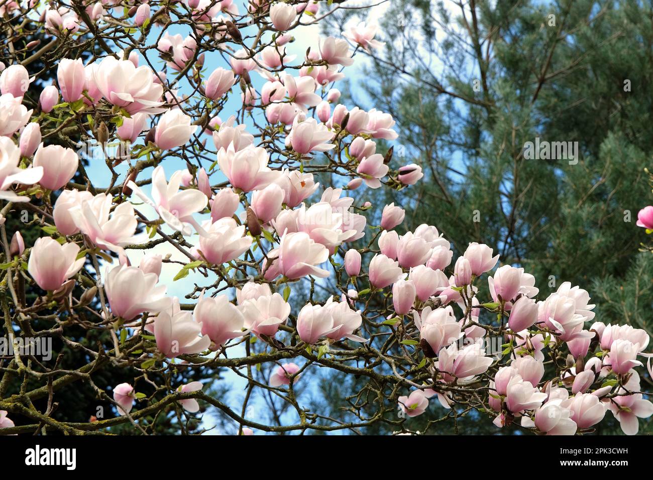 Magnolia « voie lactée » en fleur. Banque D'Images