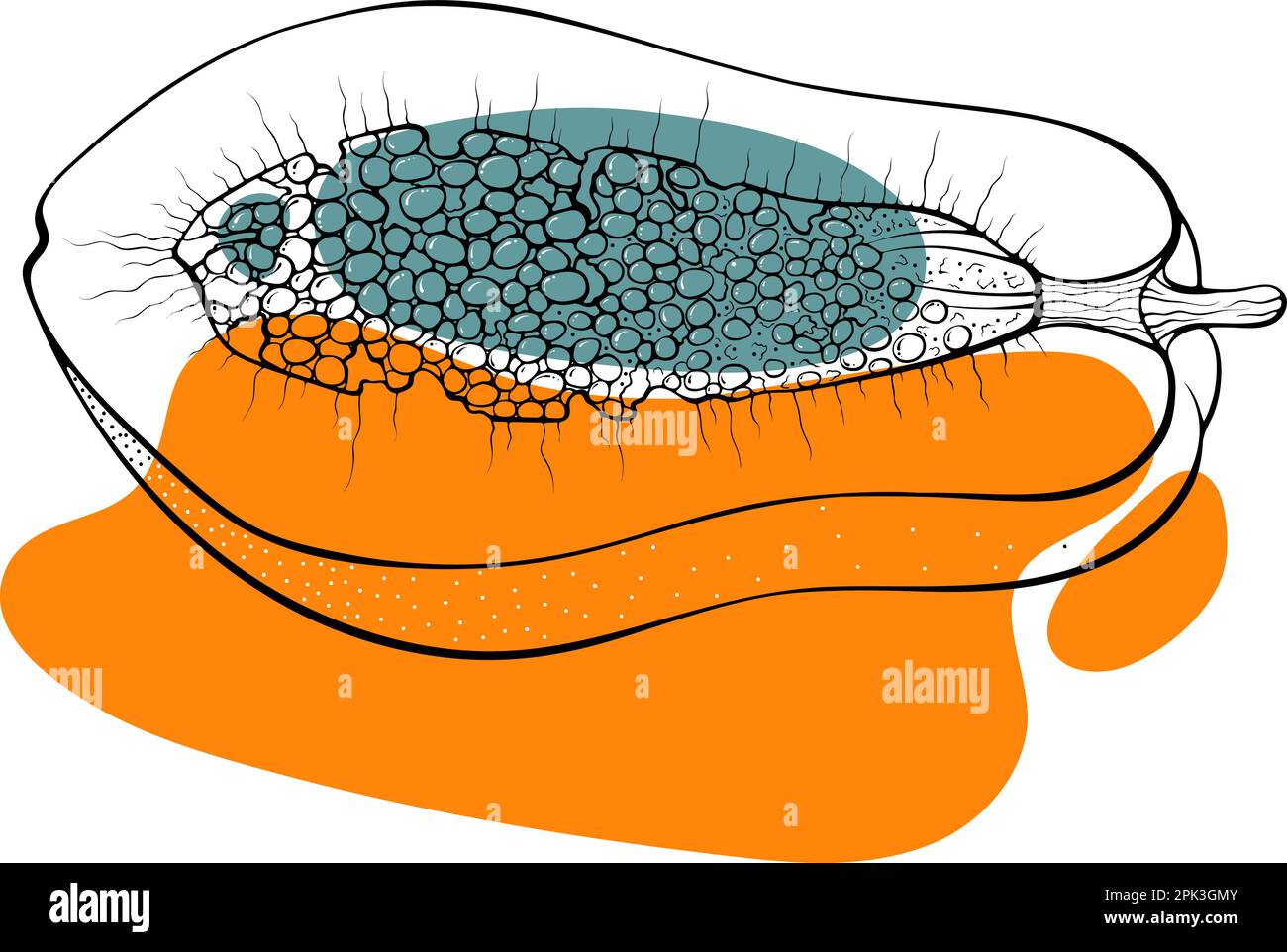 Demi papaye contour des taches abstraites Illustration de Vecteur
