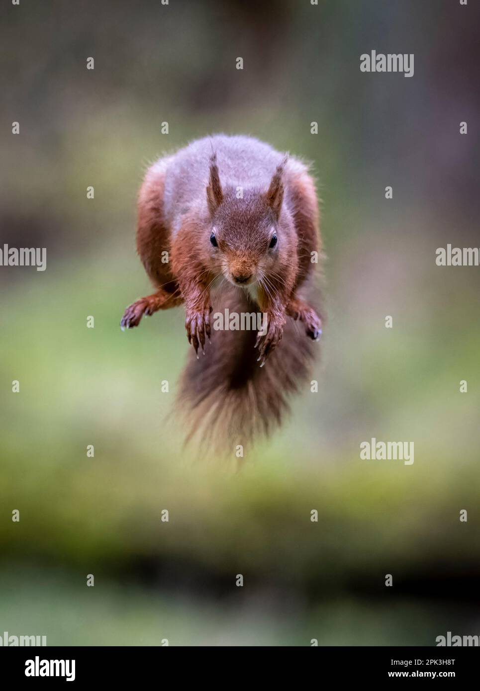Un écureuil rouge britannique (Sciurus vulgaris) a attrapé à mi-vol alors qu'il saute d'une branche d'arbre à l'autre Banque D'Images