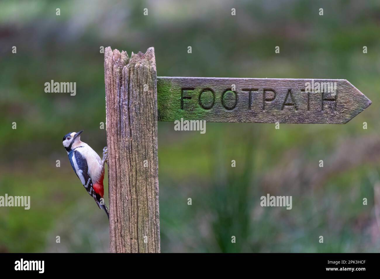 Une femelle de grand pic tacheté, (Dendrocopos Major), perchée sur le côté d'un vieux panneau de chemin public en bois. North Yorkshire, Royaume-Uni Banque D'Images