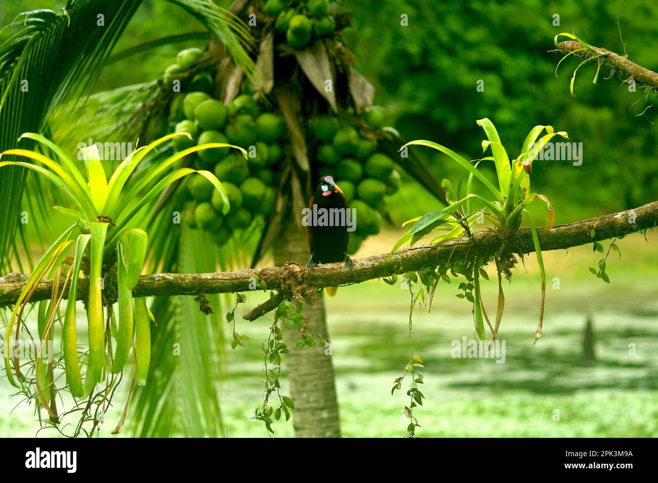 Unique Montezuma oropendola (Psarocolius montezuma, Gymnostinops montezuma) sur une branche à Boca Tapada, Costa Rica, photographie d'oiseaux, faune, nature Banque D'Images