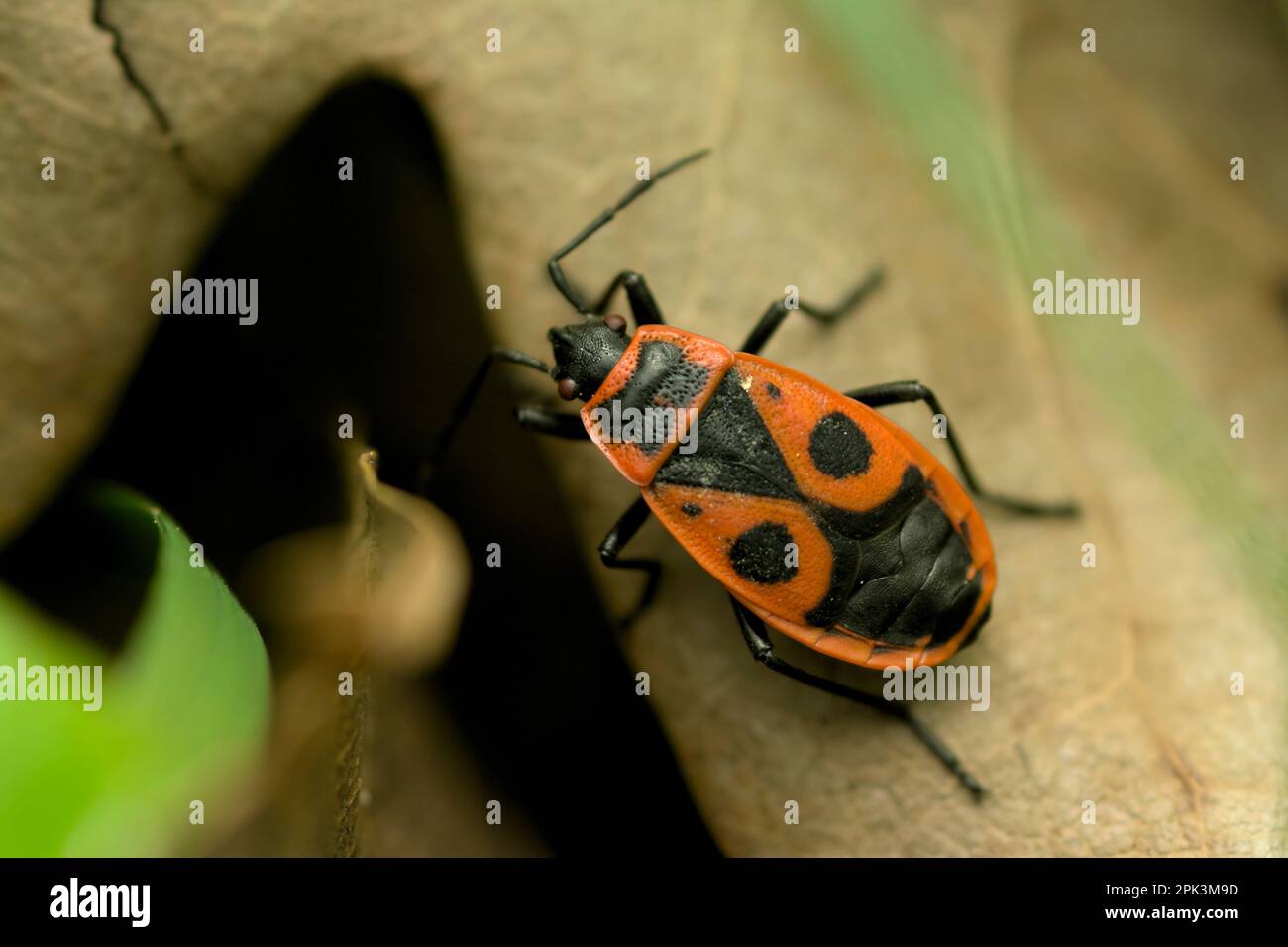 Gros plan d'un seul Firebug (Pyrrhocoris apterus) rampant sur une feuille, insectes, insectes, faune, nature Banque D'Images