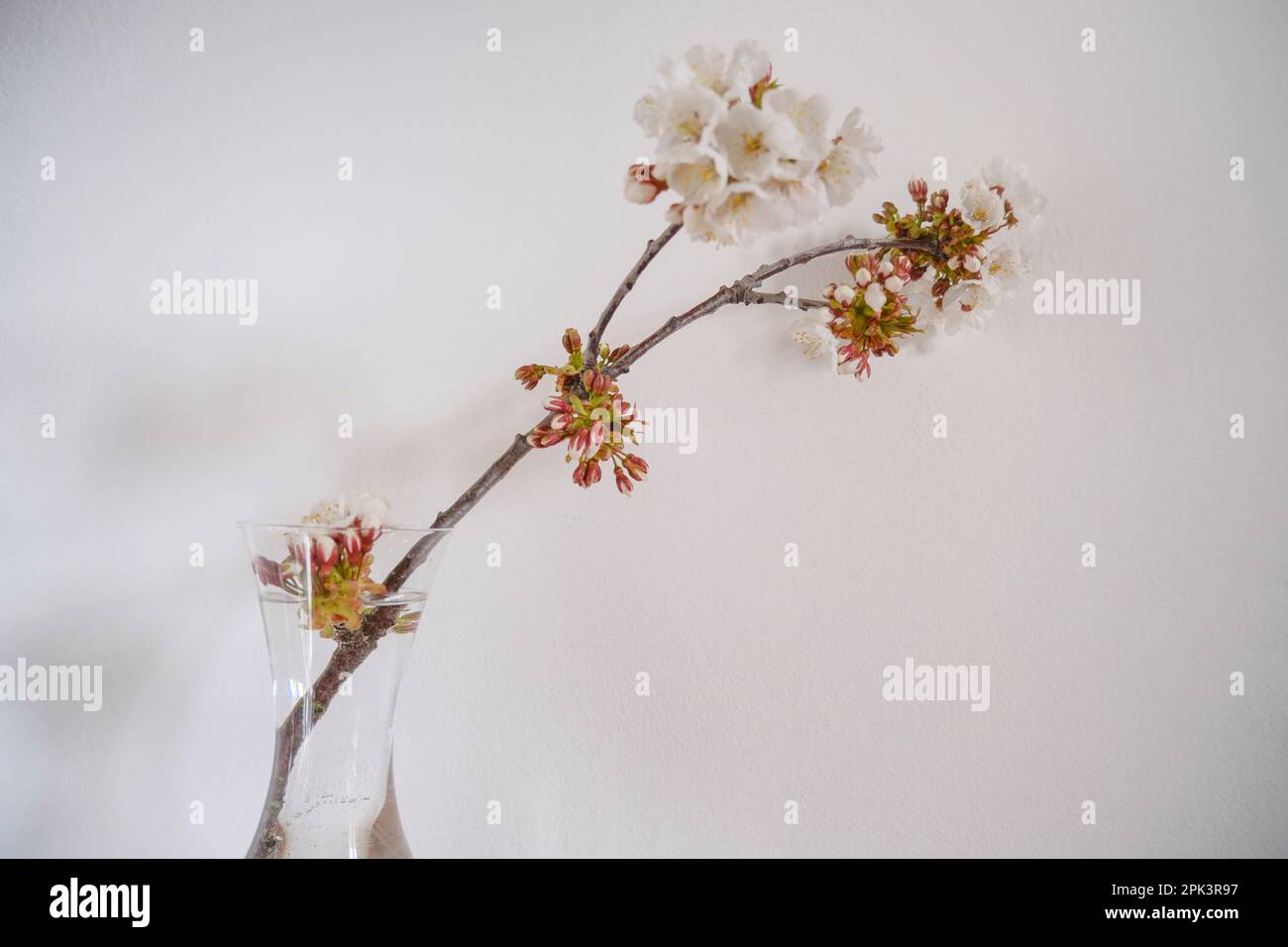 branche de cerisier avec fleurs blanches dans un vase sur fond blanc. Décoration intérieure. Copier l'espace Banque D'Images
