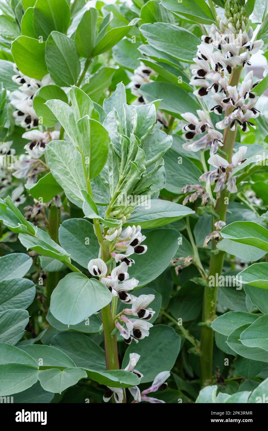 Witkiem Manita, Vicia faba, Witkiem Manita, plantes en fleur, variété à maturation précoce, Banque D'Images