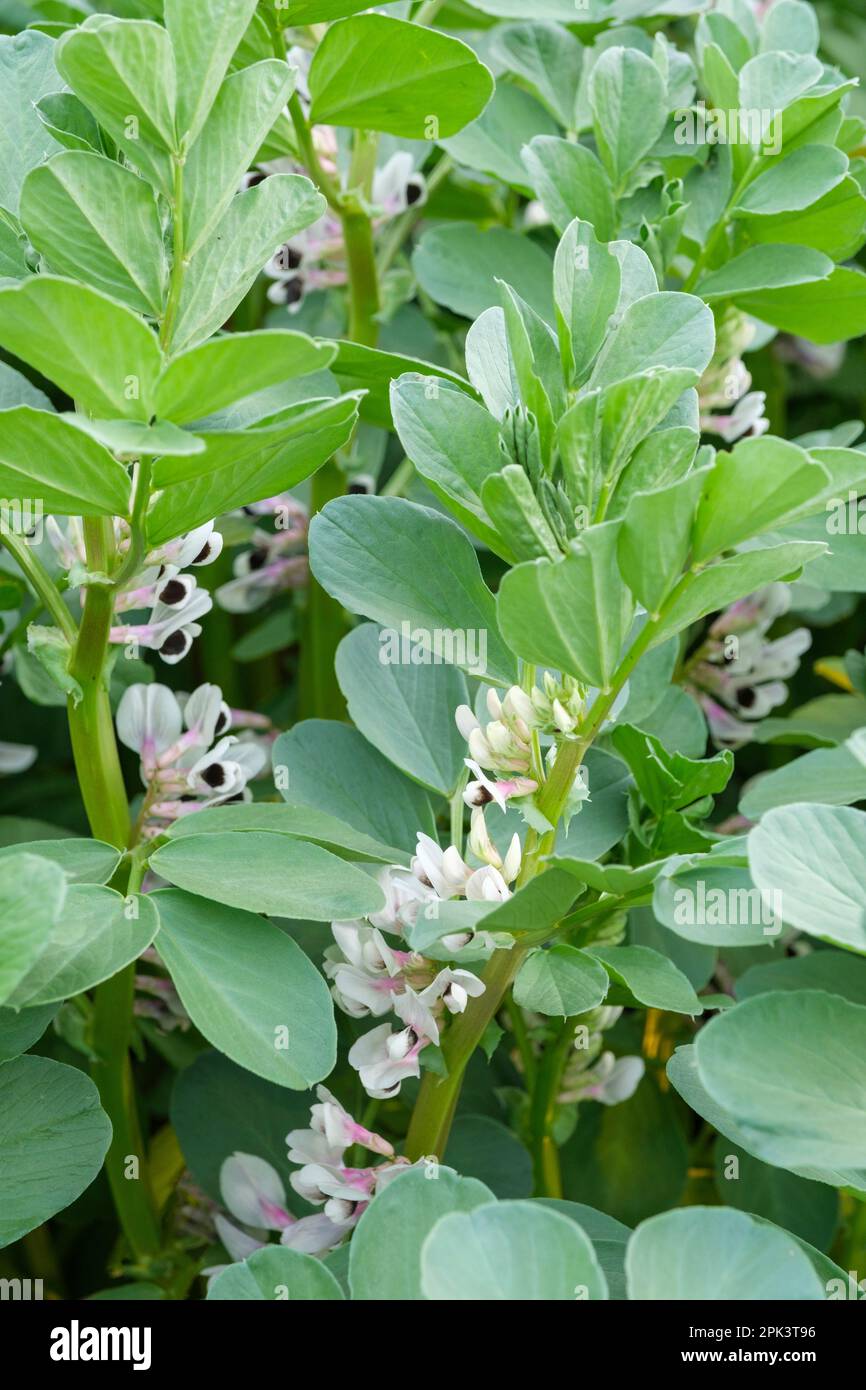 Witkiem Manita, Vicia faba, Witkiem Manita, plantes en fleur, variété à maturation précoce, Banque D'Images