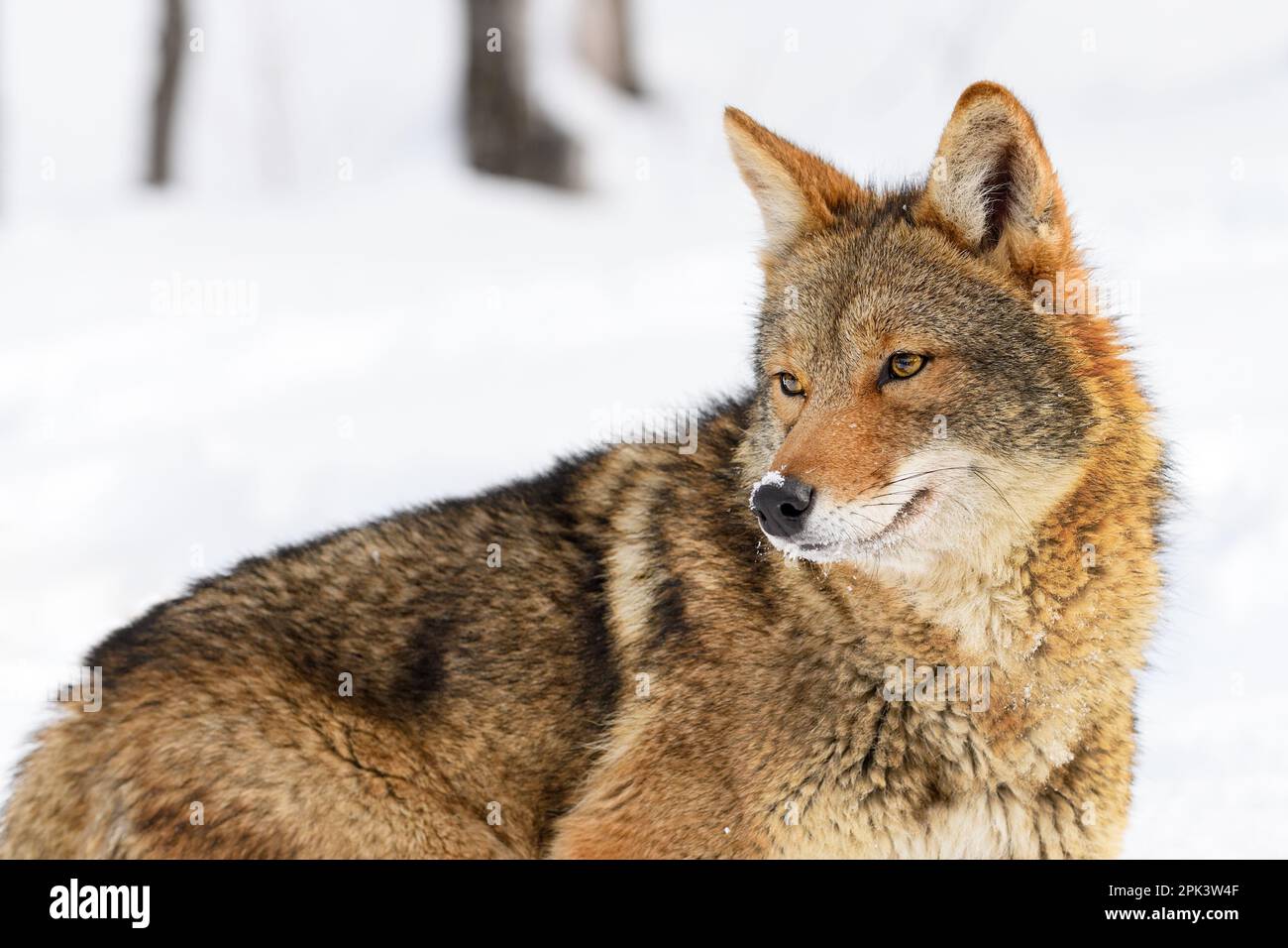 Coyote (Canis latrans) regarde dos vers le bas corps vers les oreilles  gauches vers le haut hiver - animal captif Photo Stock - Alamy