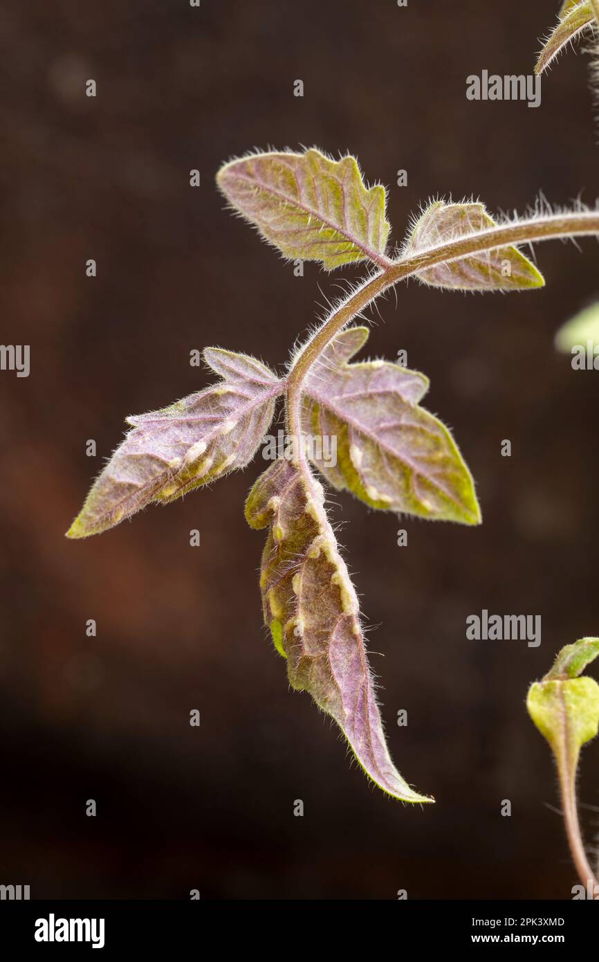Plante de tomate avec oedème (oedème) cloques sur ses feuilles. Banque D'Images