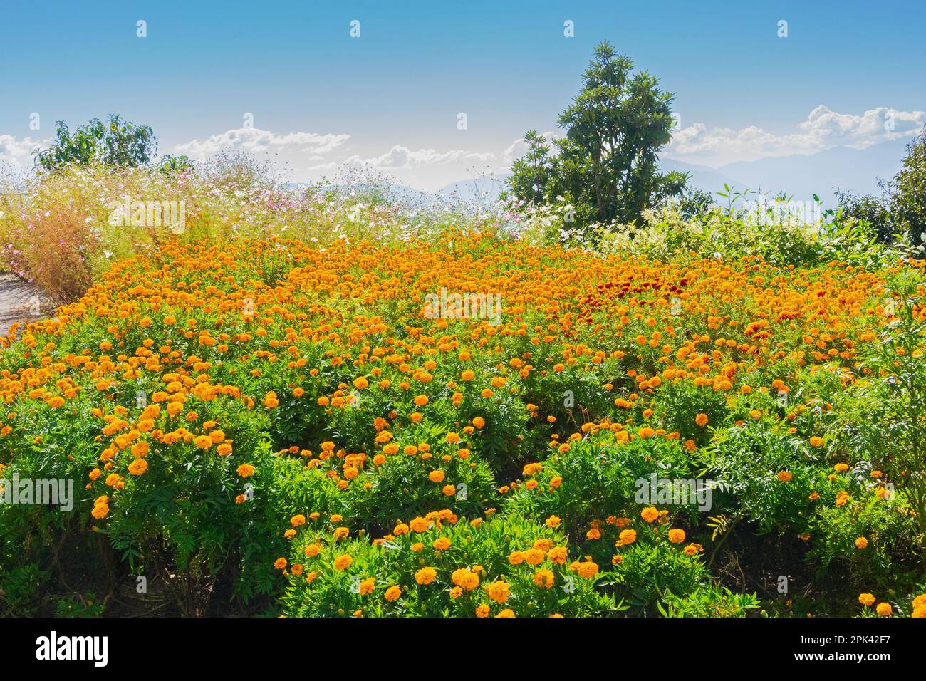 Tagetes , jardin fleuri de marigold. Belle vue latérale sur le monastère de Samdruptse avec montagnes de l'Himalaya en arrière-plan. Sikkim, Inde. Banque D'Images